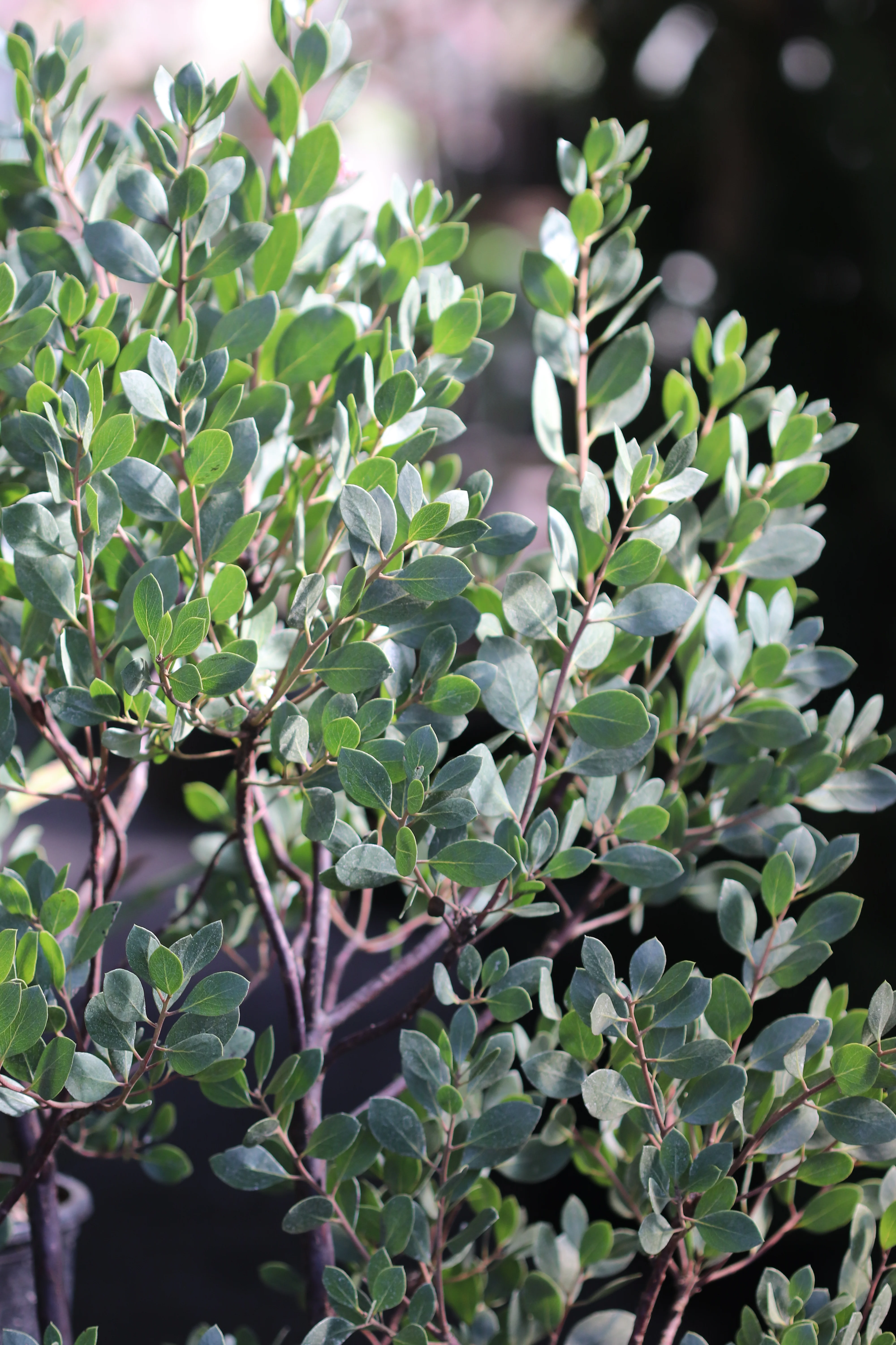 *RETAIL - Arctostaphylos manzanita 'St. Helena' - Image 2
