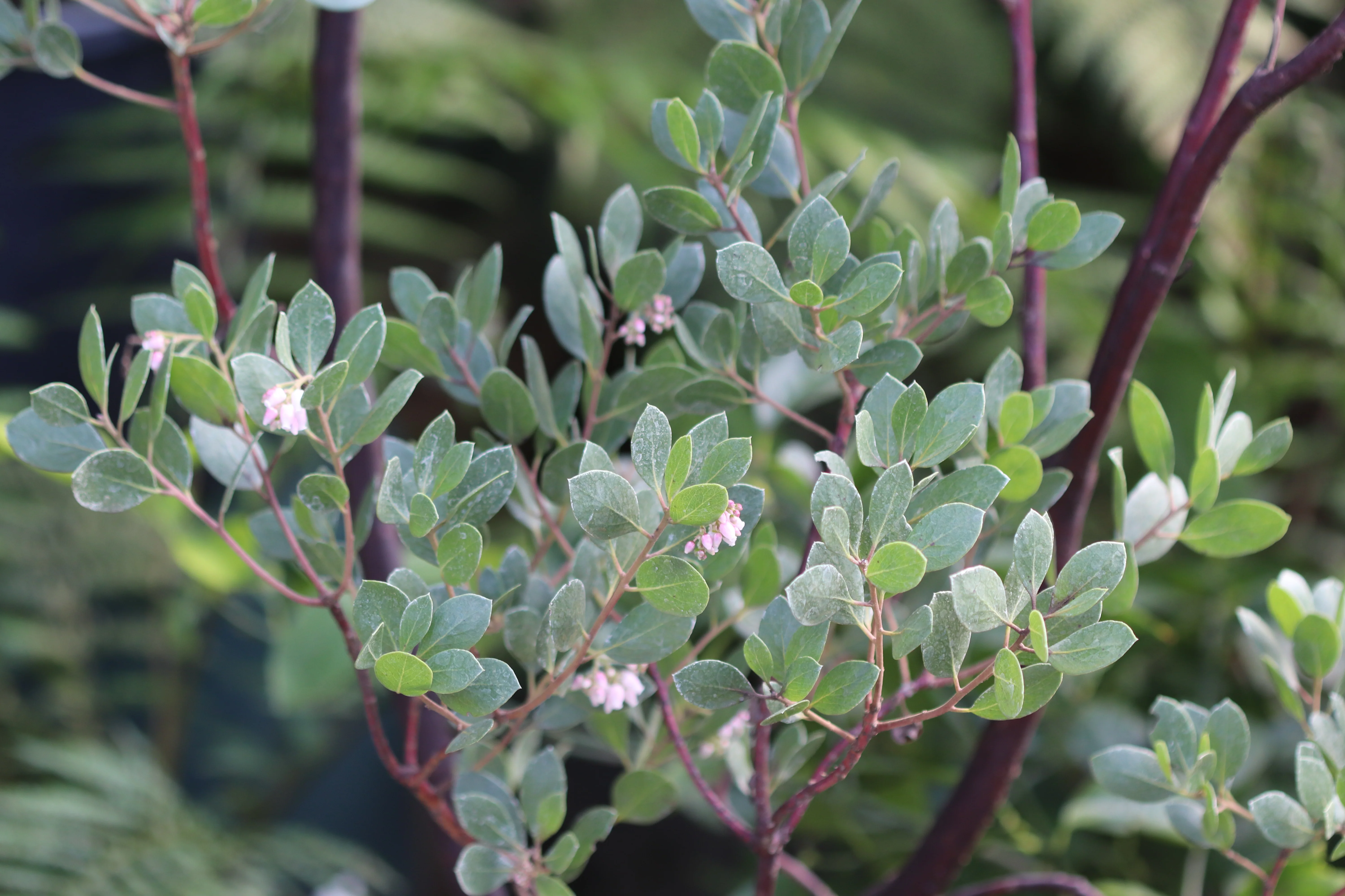 *RETAIL - Arctostaphylos manzanita 'St. Helena' - Image 3