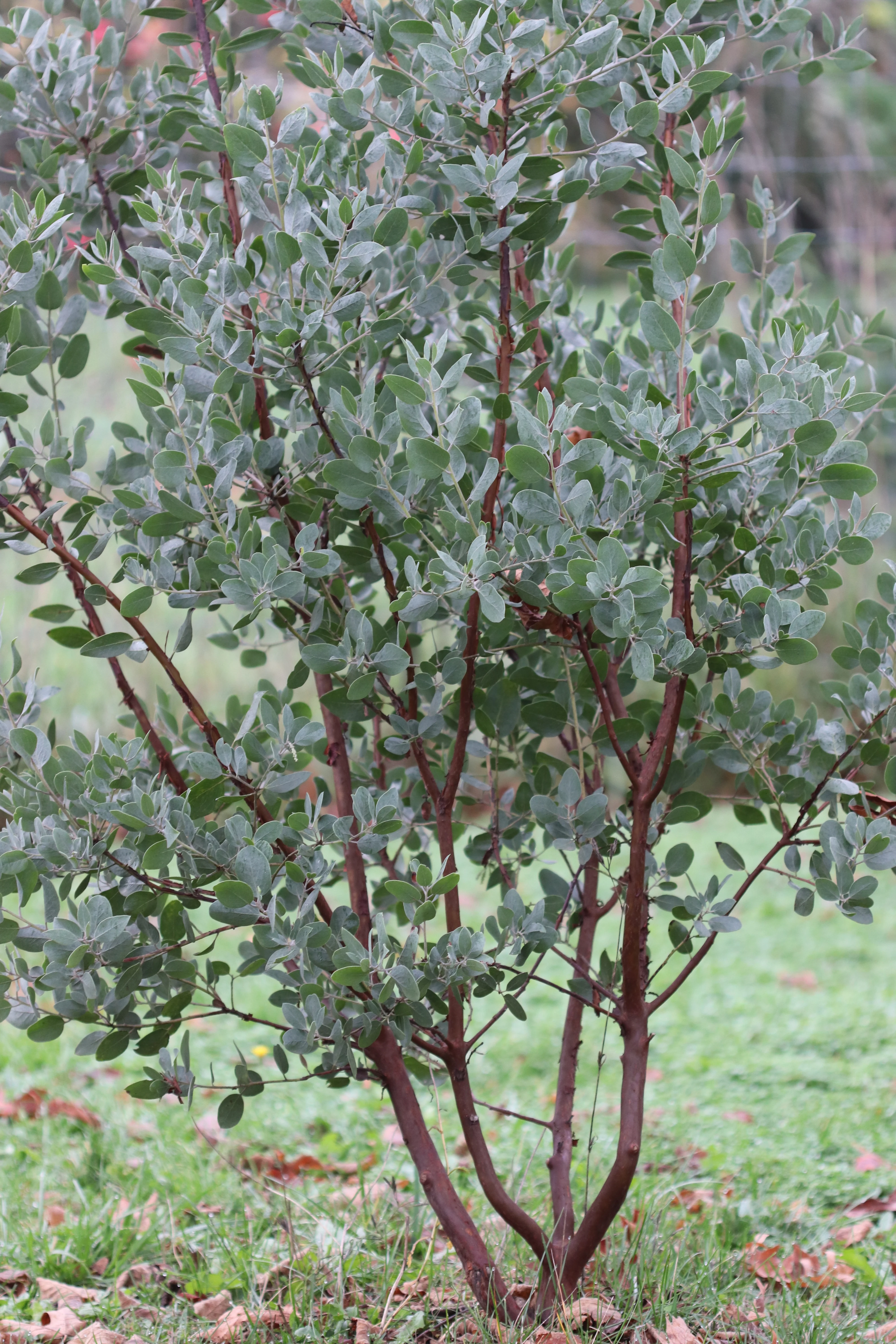 *RETAIL - Arctostaphylos manzanita 'St. Helena' - Image 4