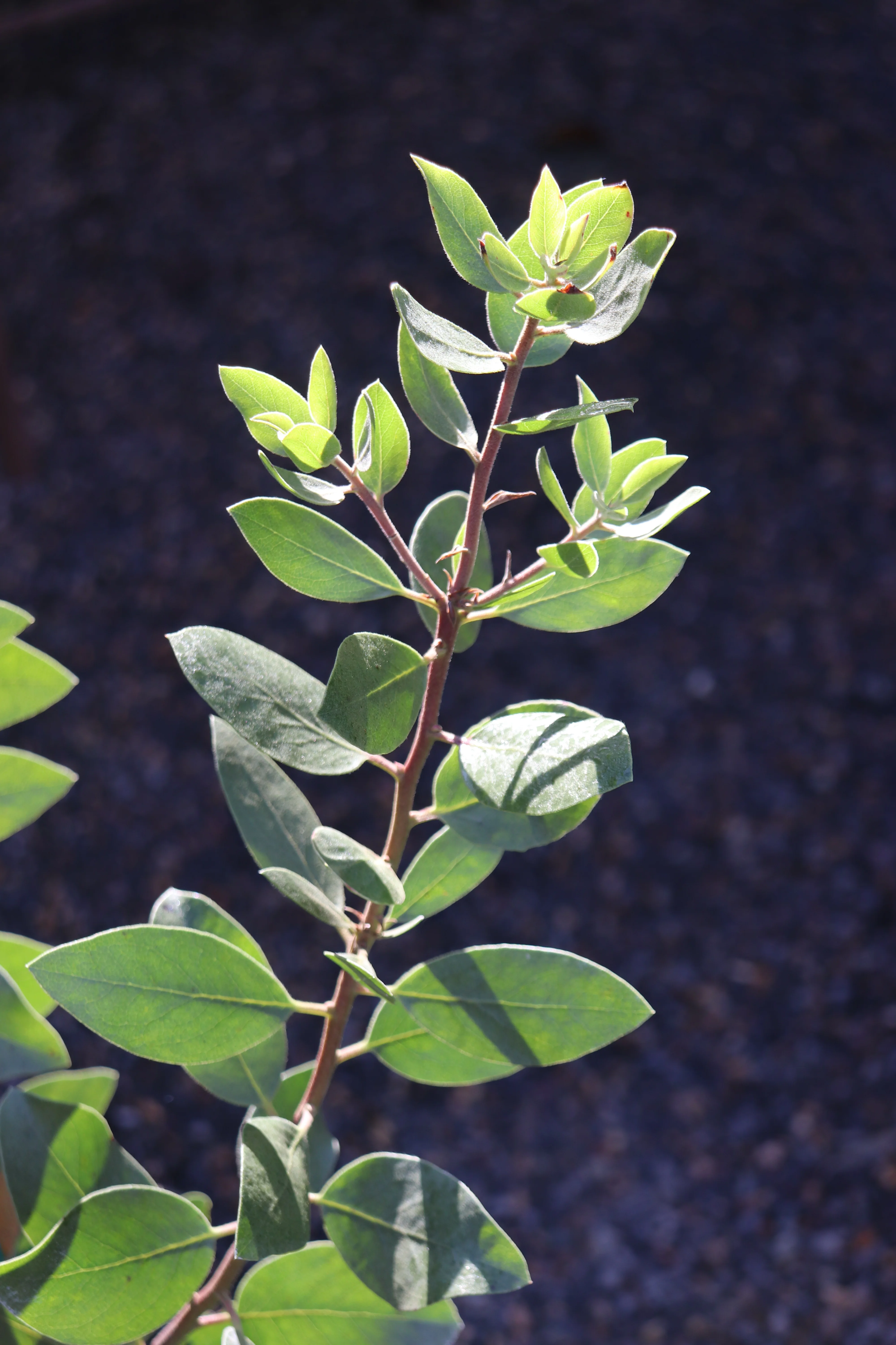 *RETAIL - Arctostaphylos manzanita var. roofii ‘Pearl Two'