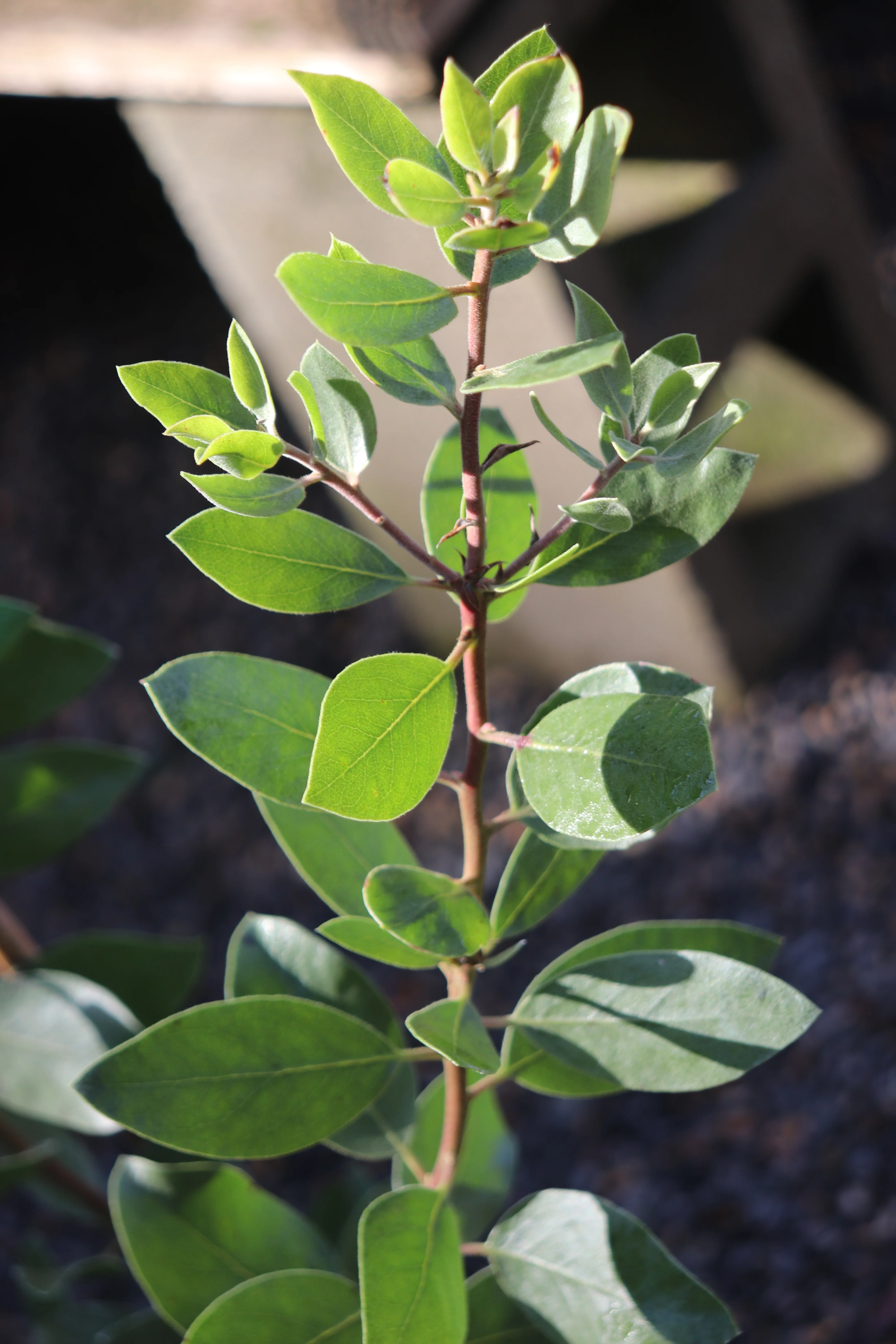 *RETAIL - Arctostaphylos manzanita var. roofii ‘Pearl Two' - Image 2