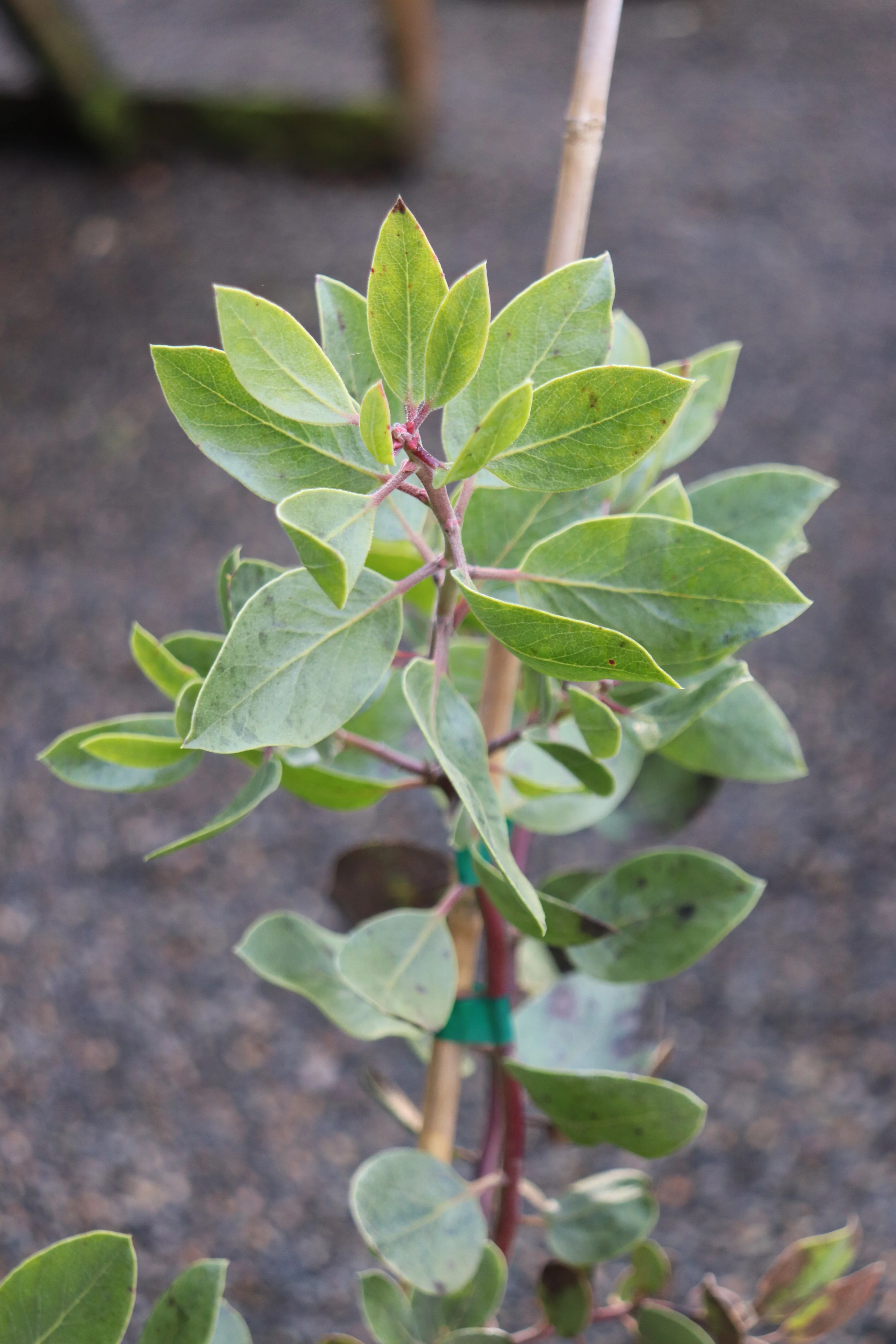 *RETAIL - Arctostaphylos manzanita var. roofii ‘South Bank’