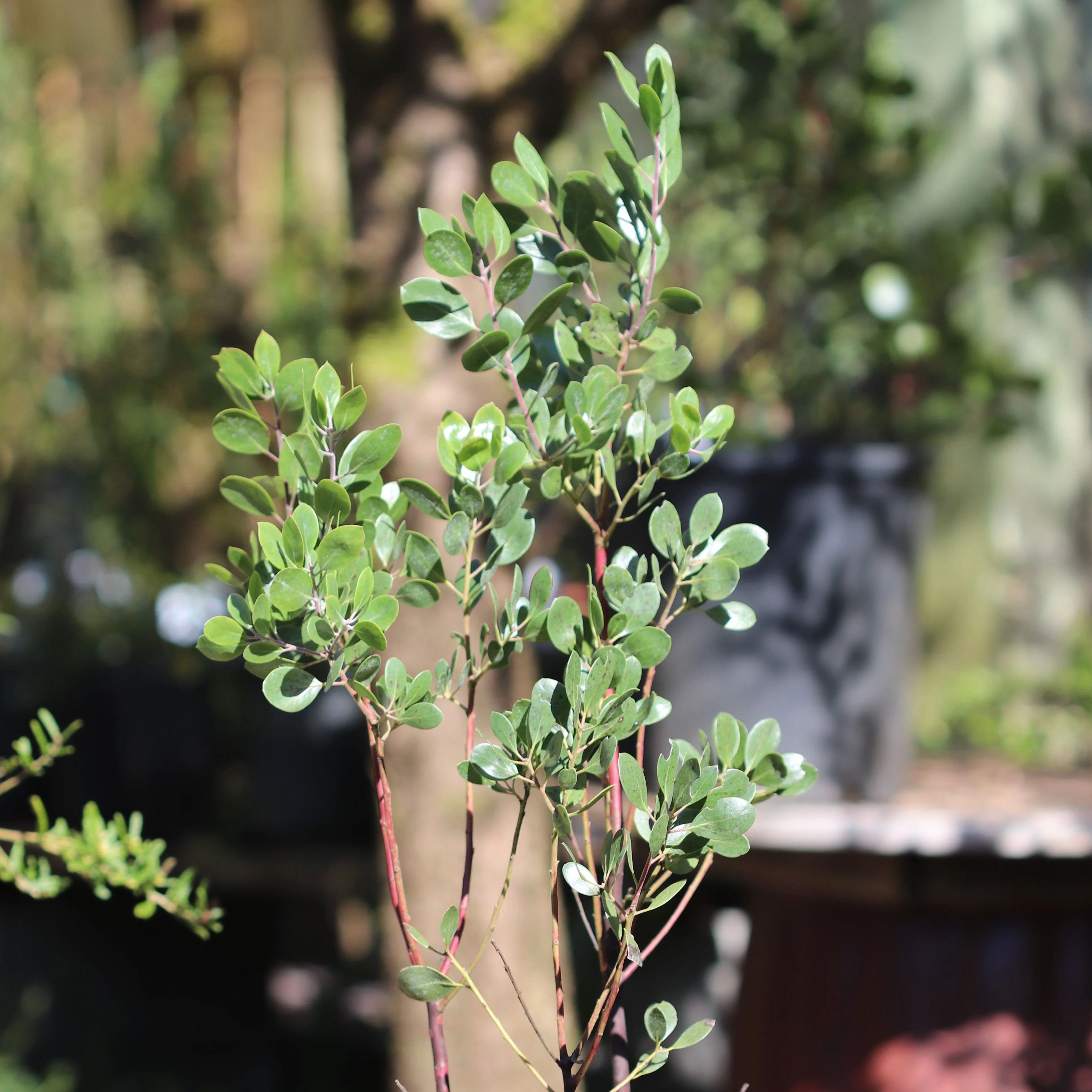 *RETAIL - Arctostaphylos 'Monica' - Image 2