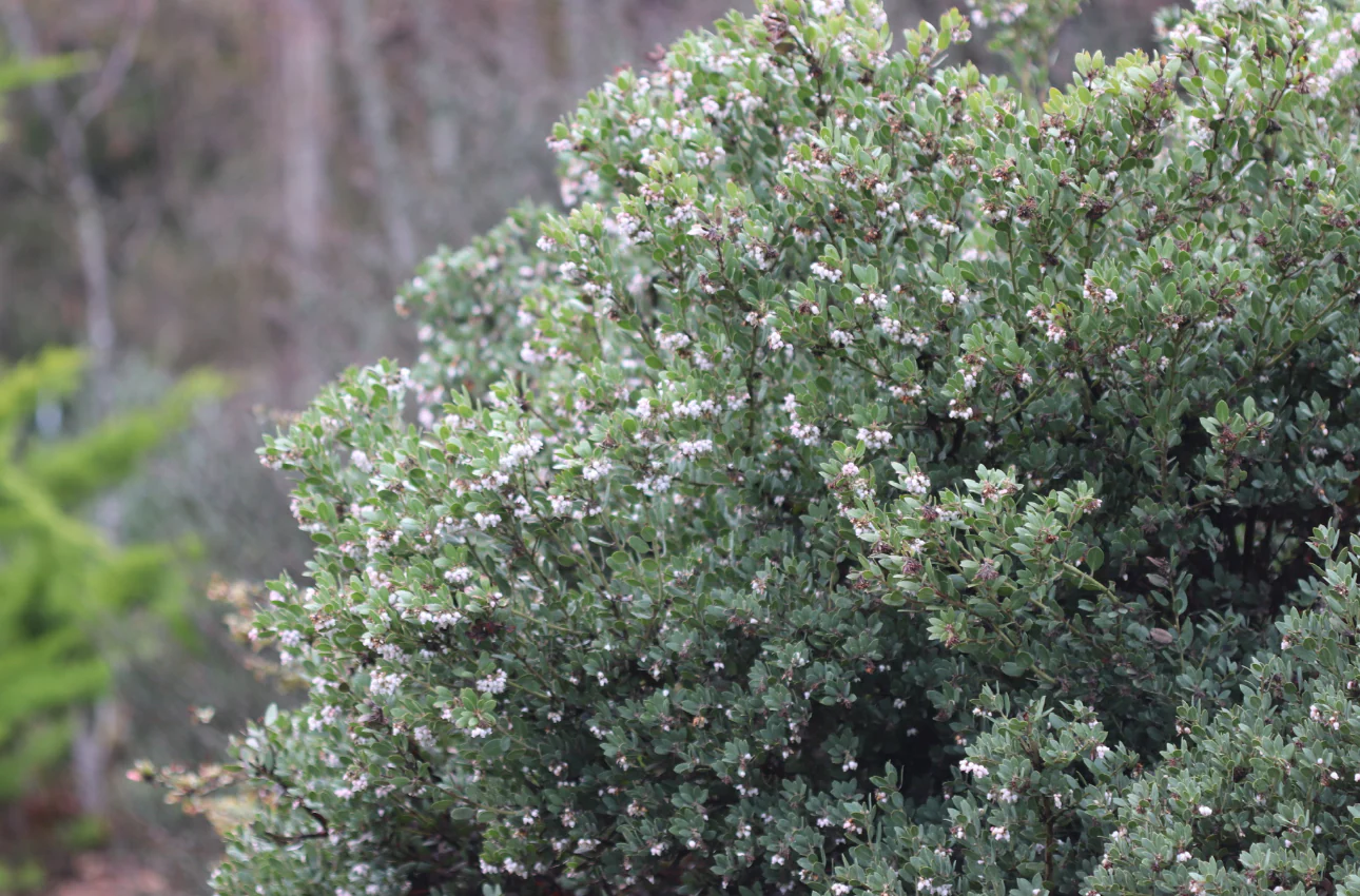 *RETAIL - Arctostaphylos pumila