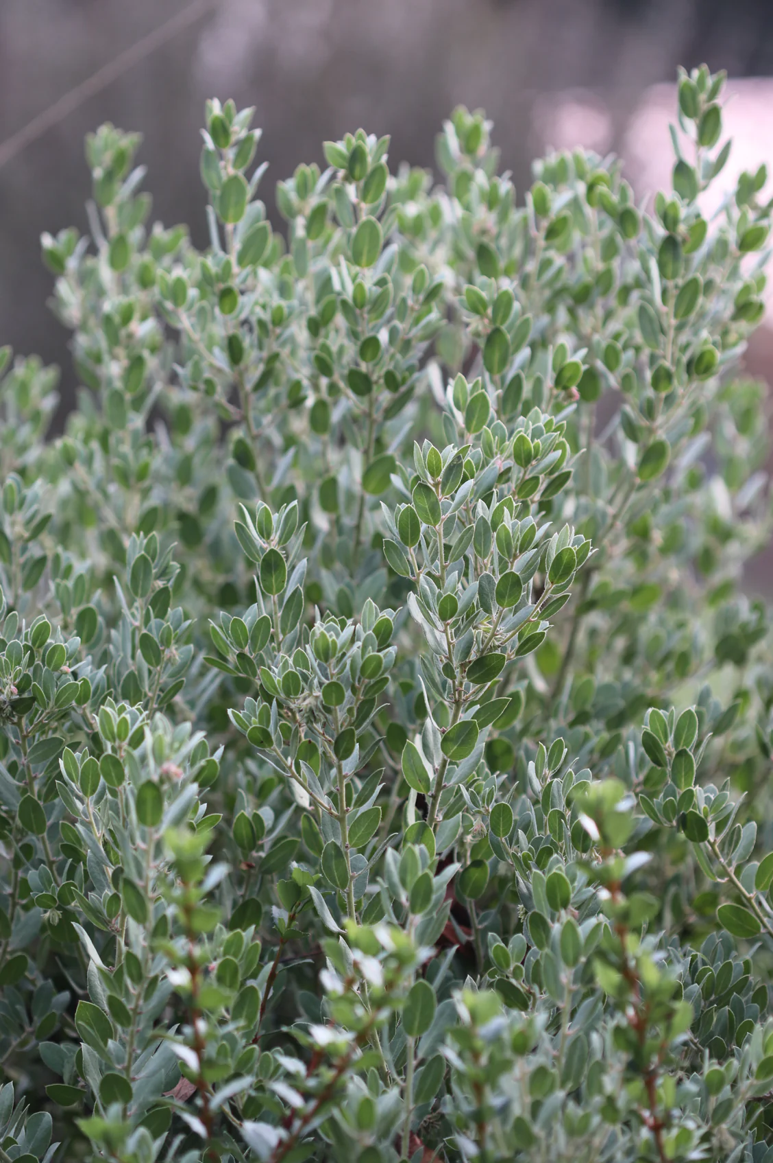 *RETAIL - Arctostaphylos pumila - Image 2