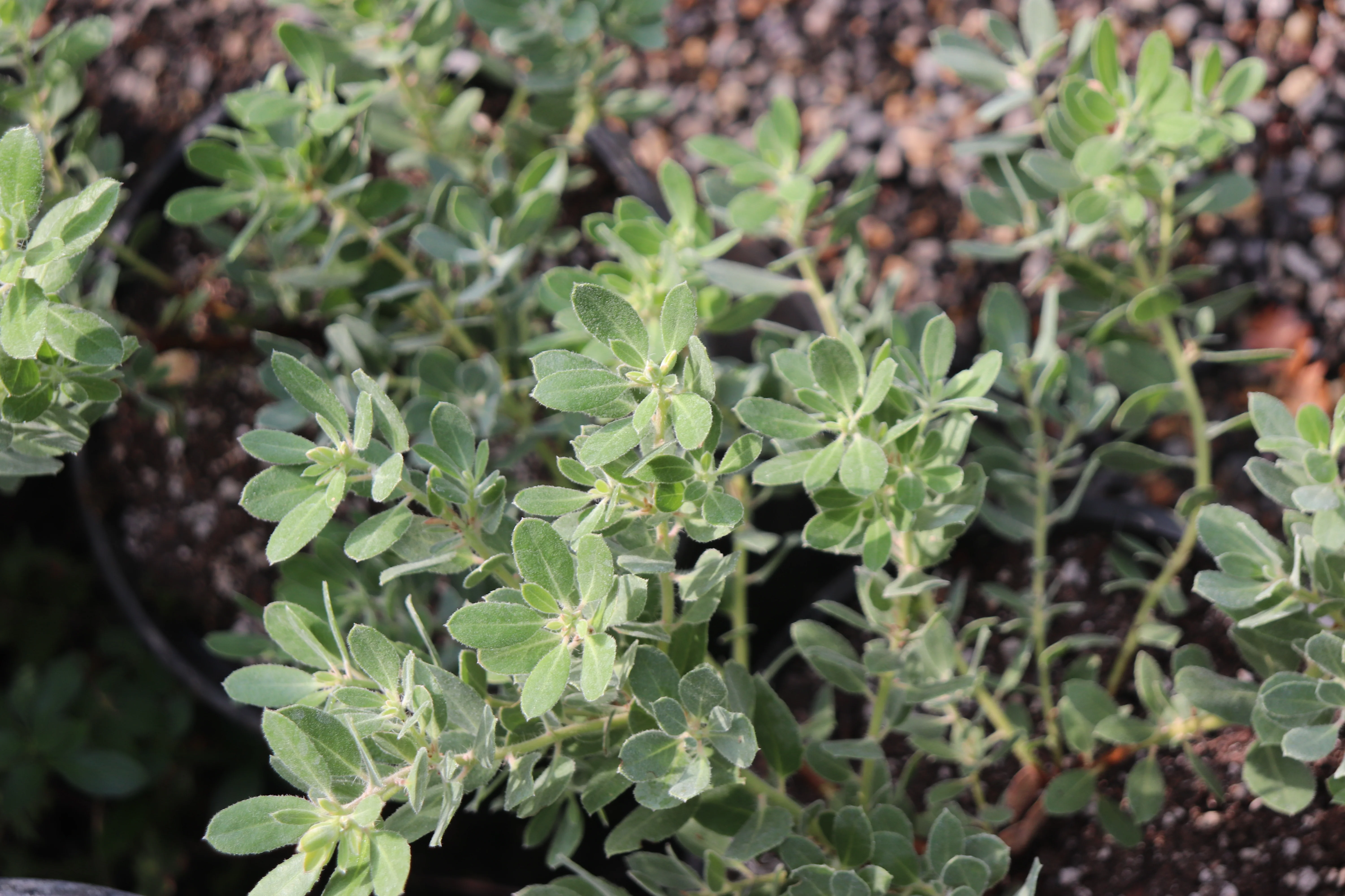 *RETAIL - Arctostaphylos pumila - Image 3