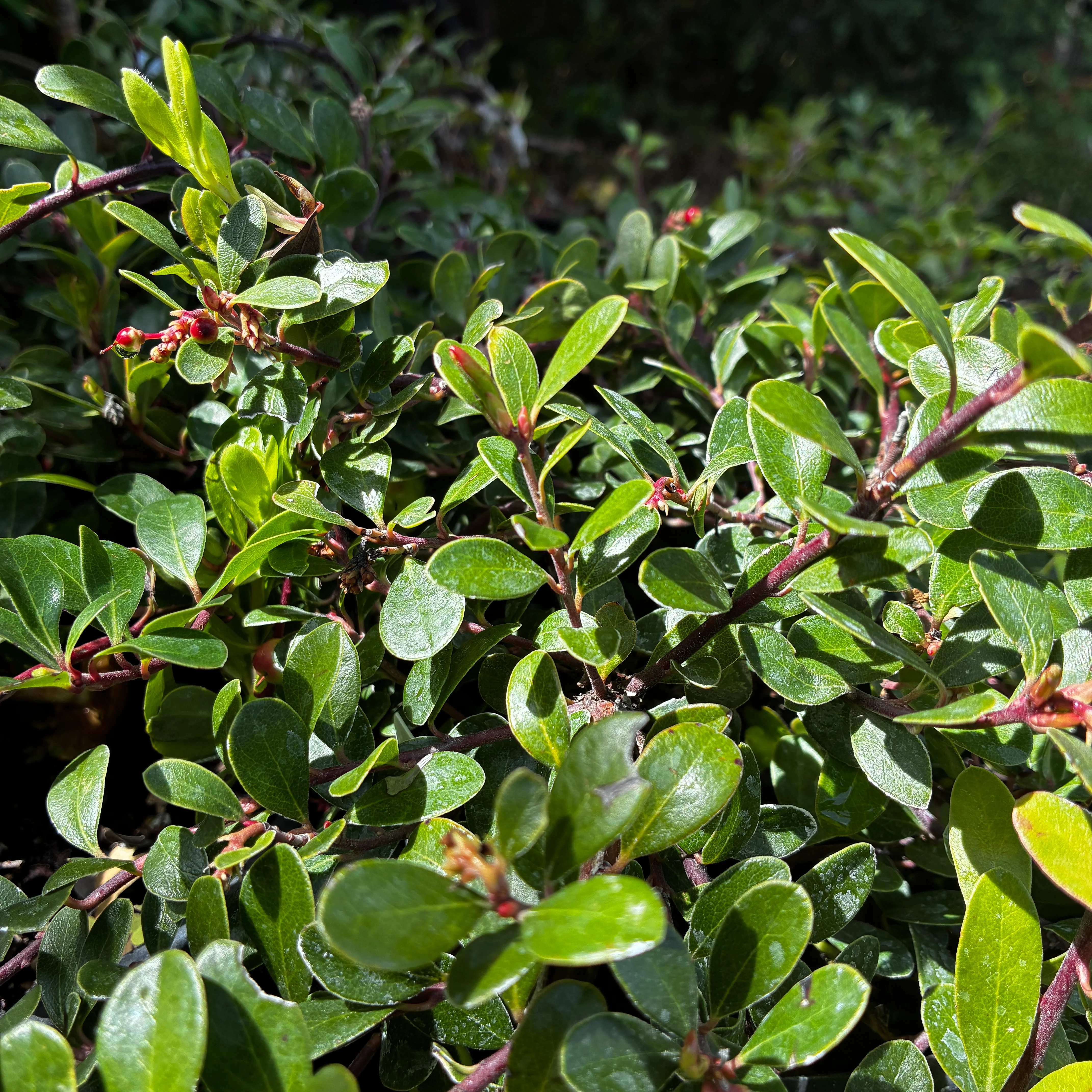 *RETAIL - Arctostaphylos uva-ursi 'Green Supreme'