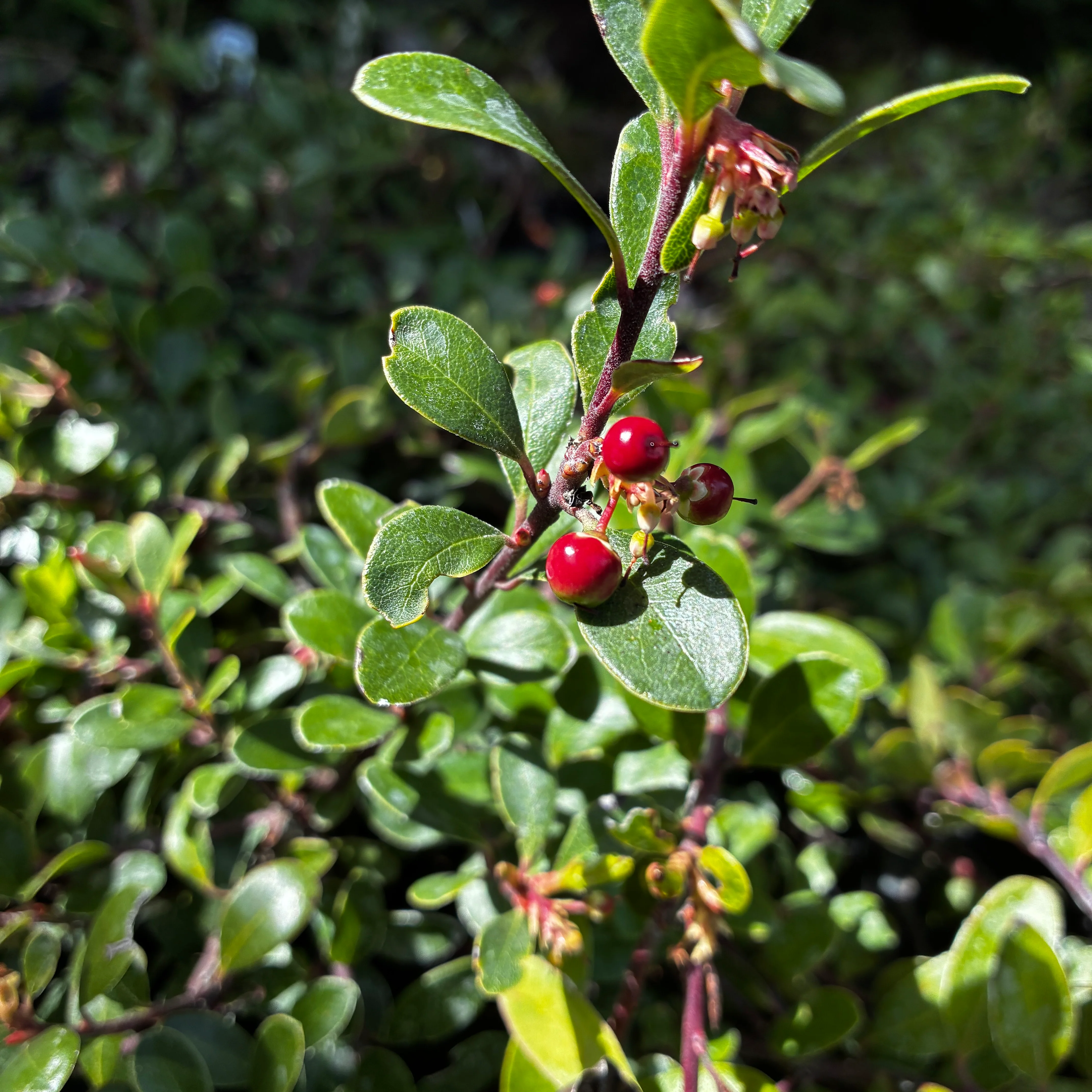 *RETAIL - Arctostaphylos uva-ursi 'Green Supreme' - Image 2