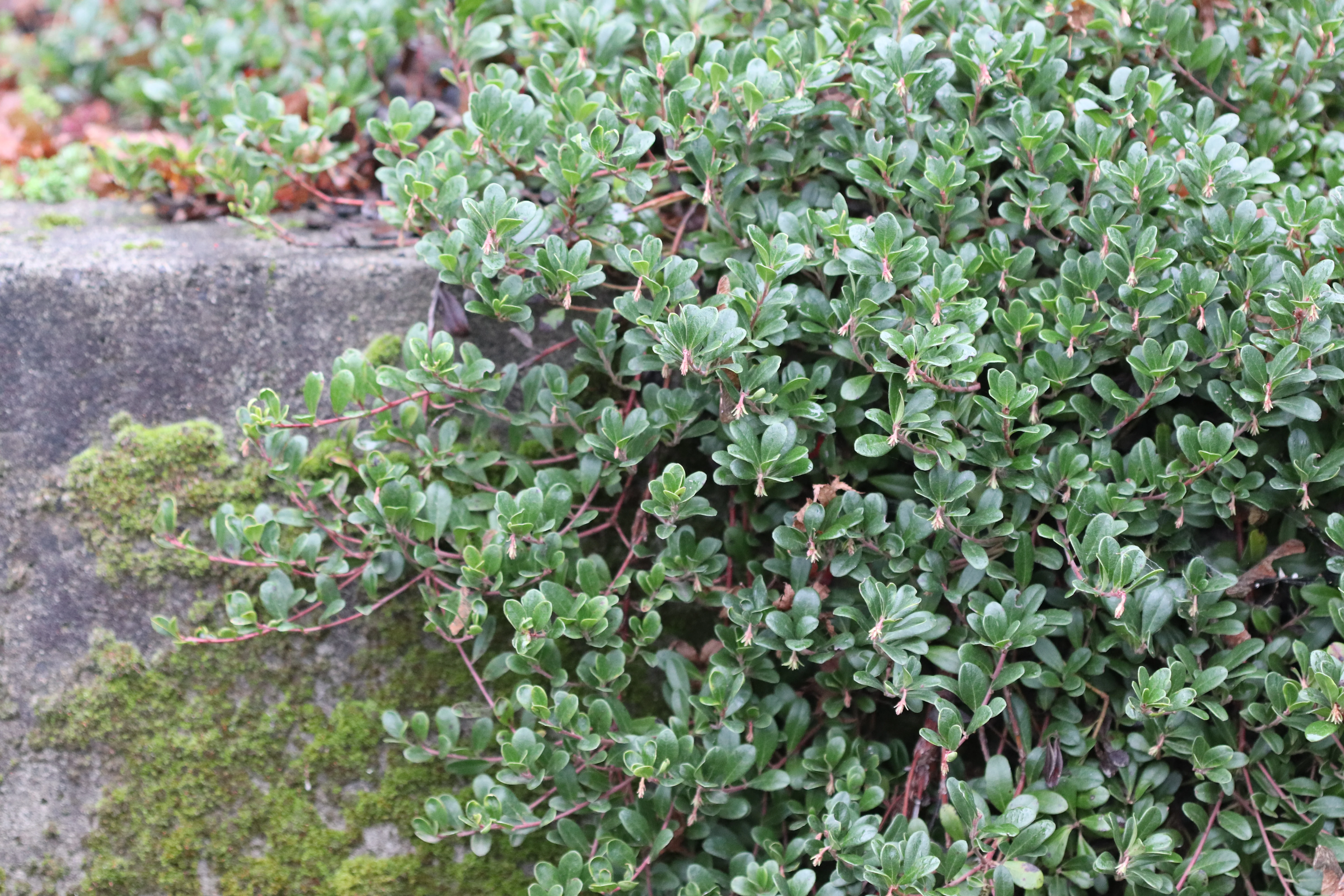*RETAIL - Arctostaphylos uva-ursi 'Massachusetts' - Image 2