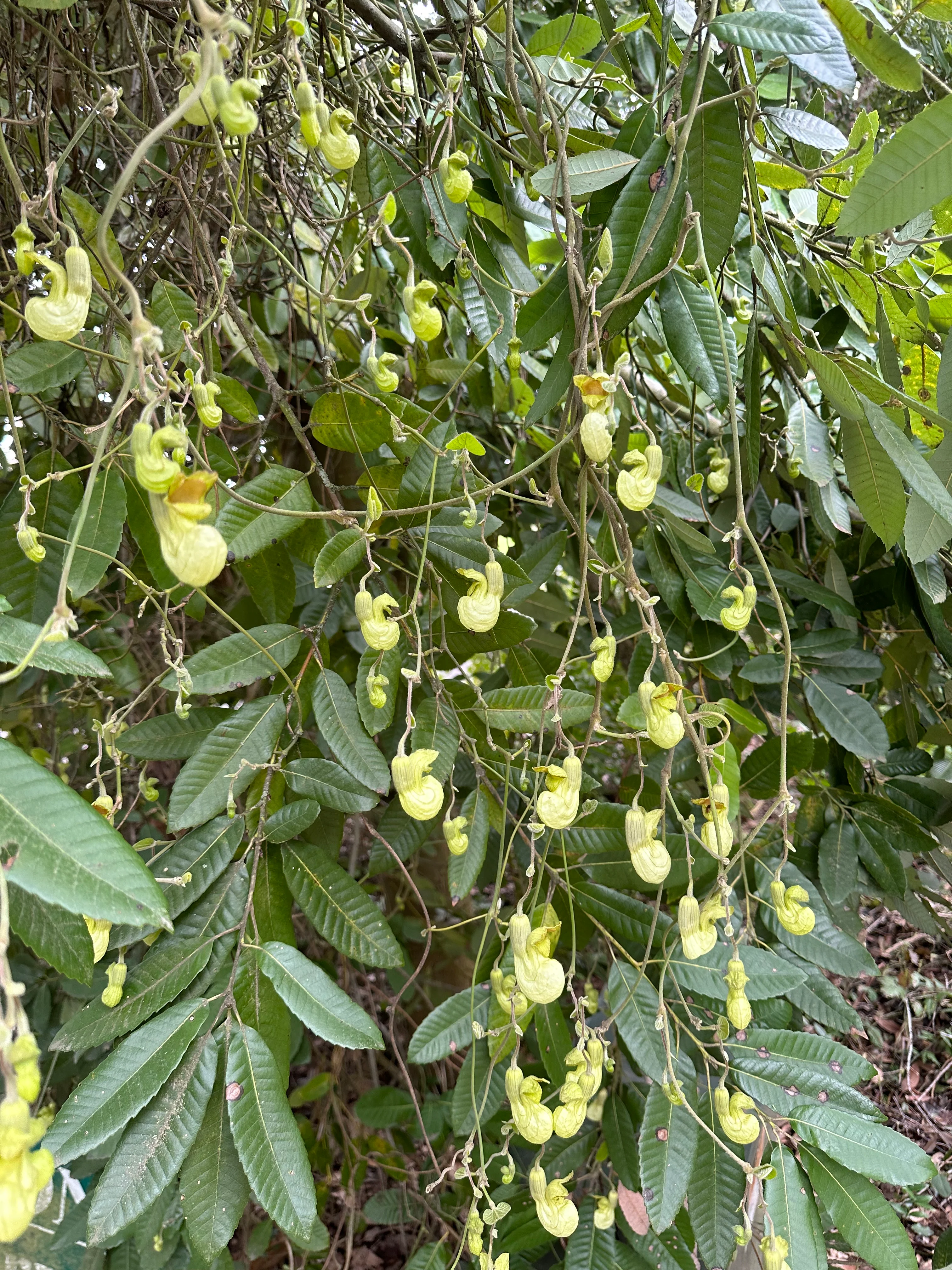 *RETAIL - Aristolochia californica - Image 2