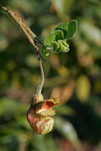 *RETAIL - Aristolochia californica - Image 3