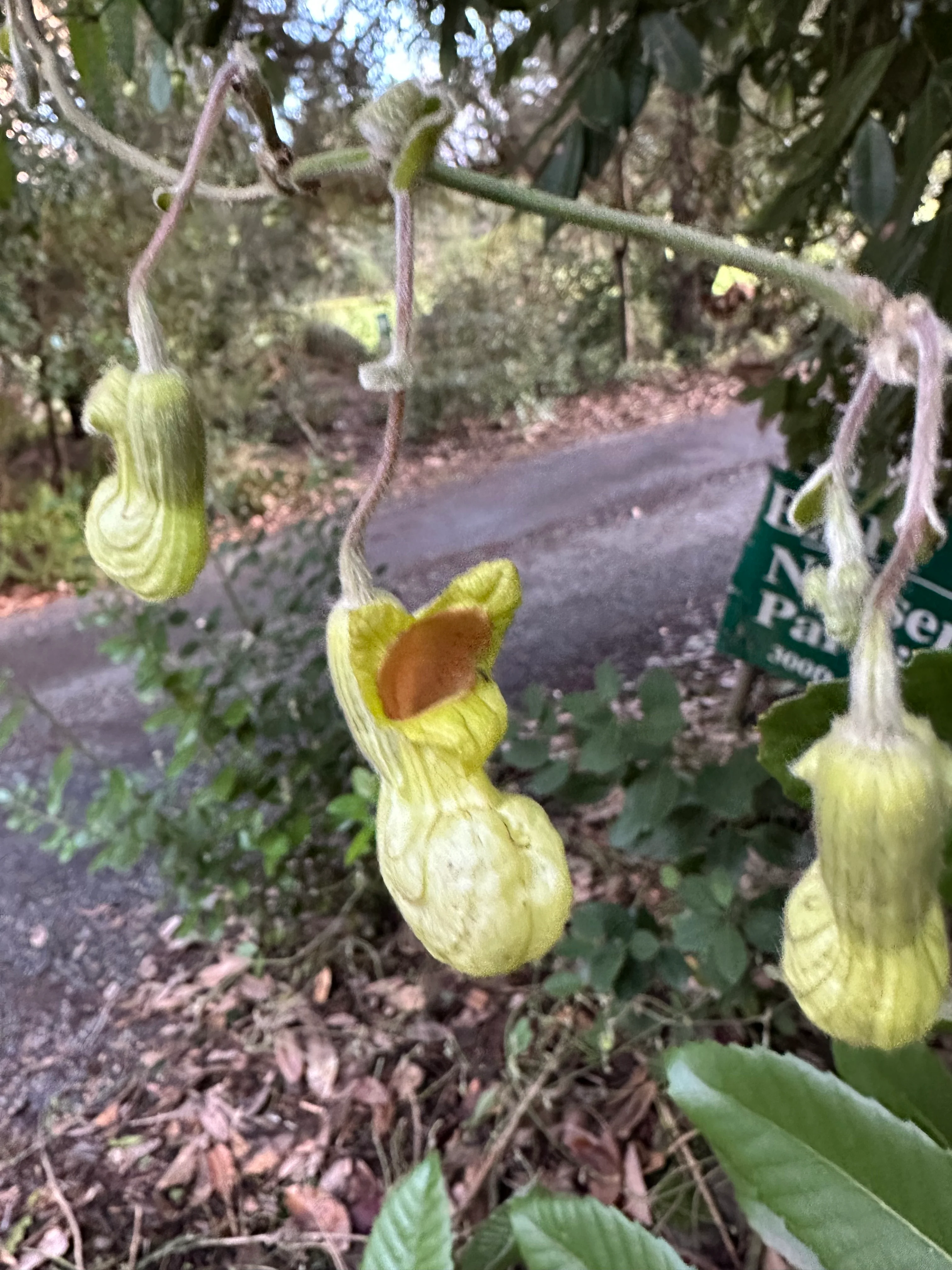 *RETAIL - Aristolochia californica - Image 4