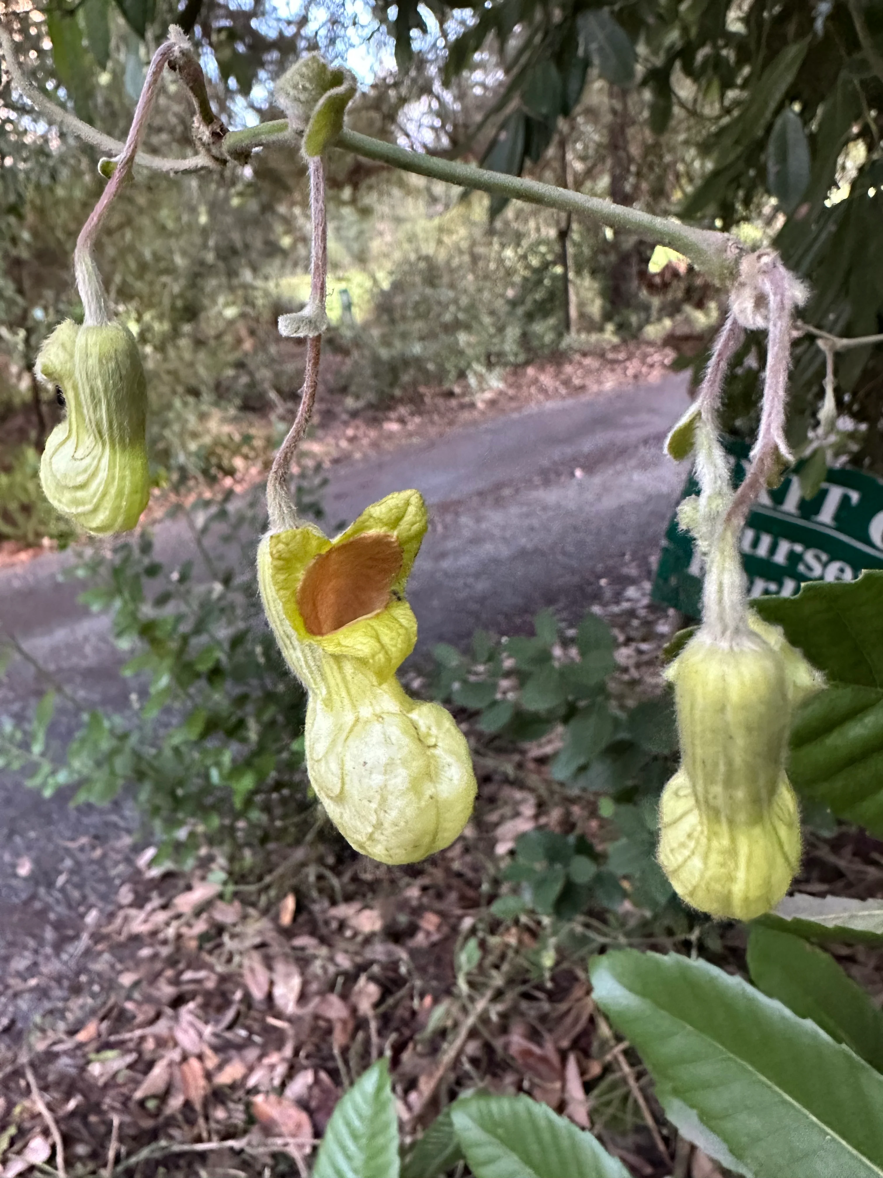 *RETAIL - Aristolochia californica - Image 5