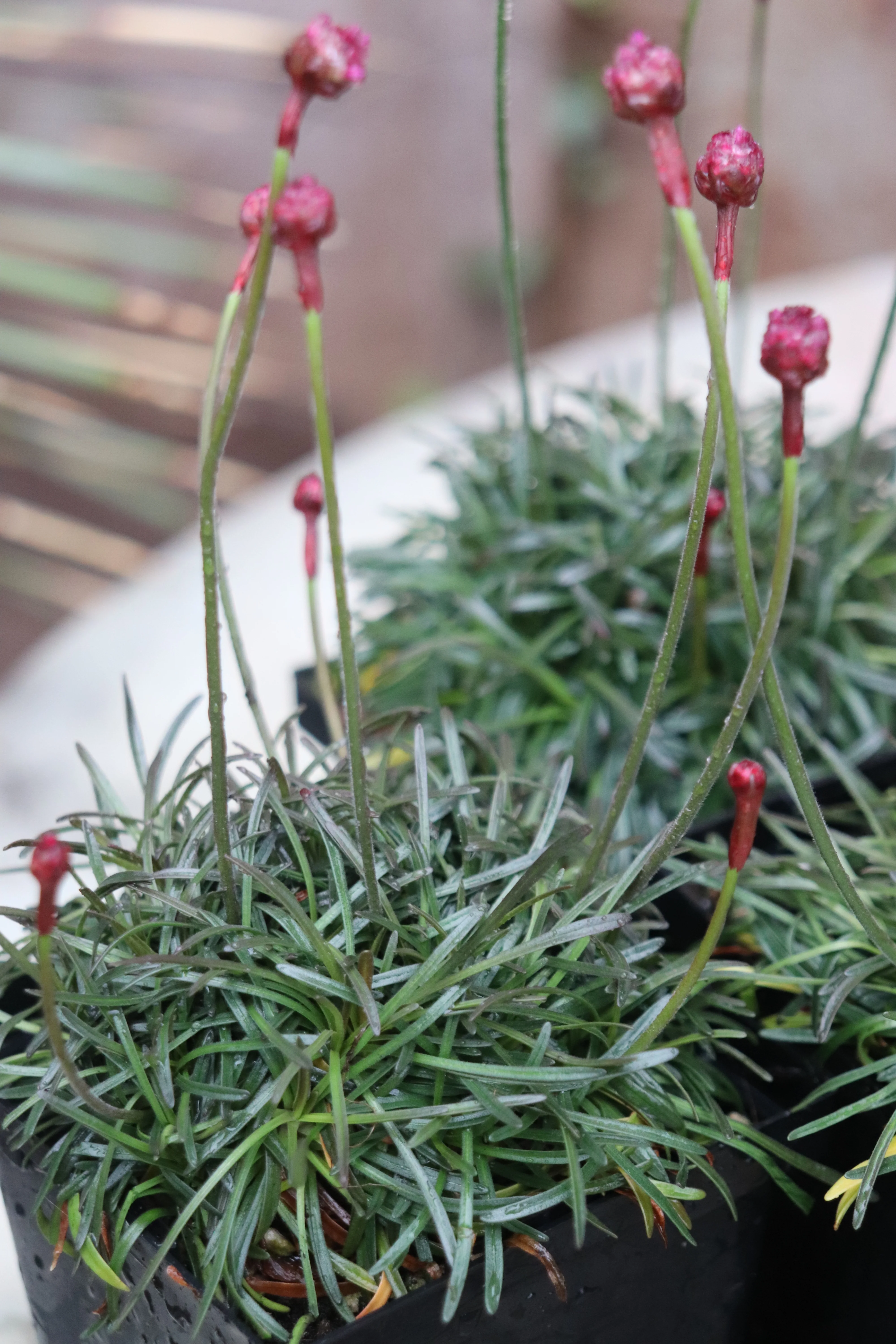 *RETAIL - Armeria maritima 'Rubrifolia'
