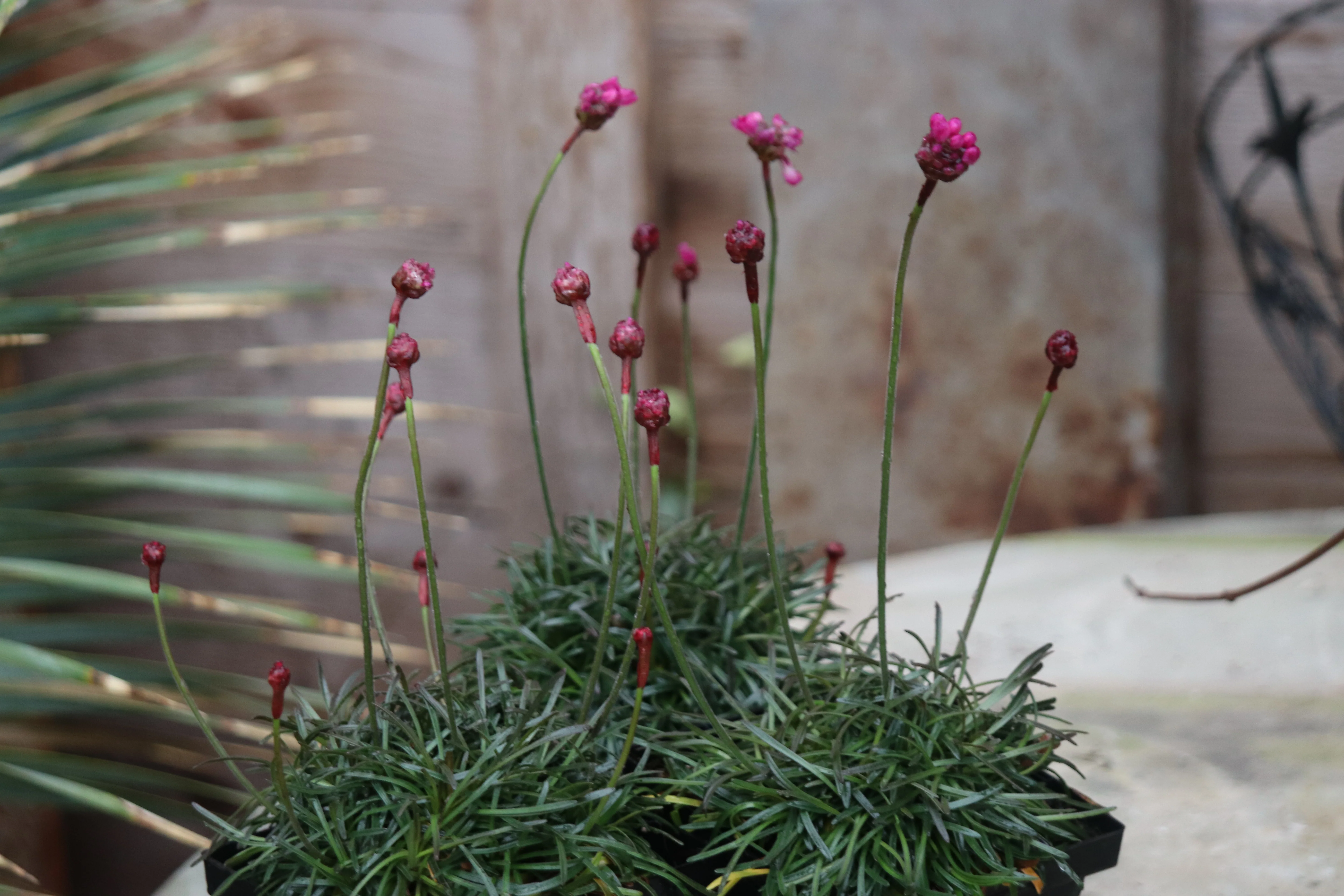 *RETAIL - Armeria maritima 'Rubrifolia' - Image 2