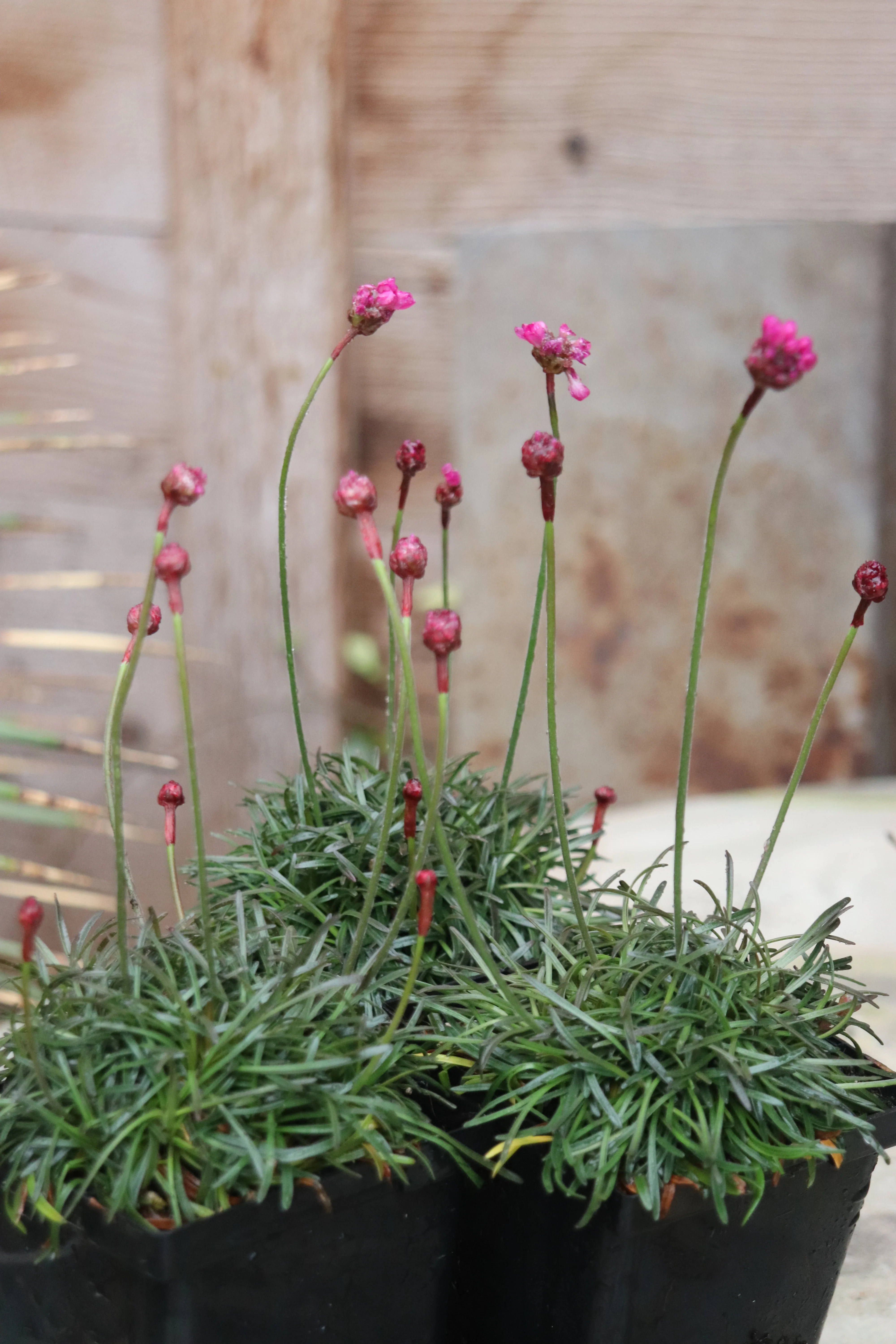 *RETAIL - Armeria maritima 'Rubrifolia' - Image 3