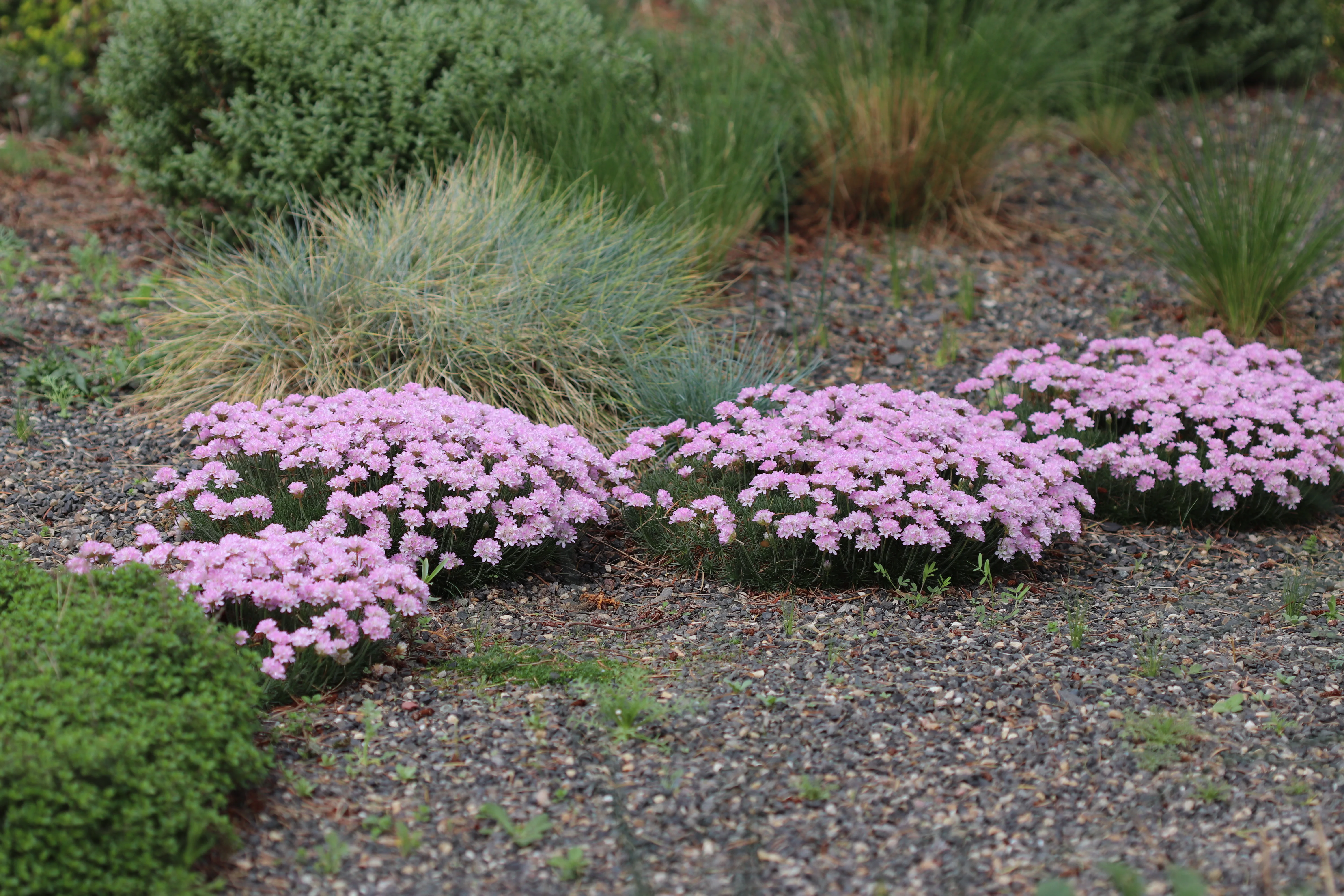 *RETAIL - Armeria maritima 'Victor Reiter' - Image 2