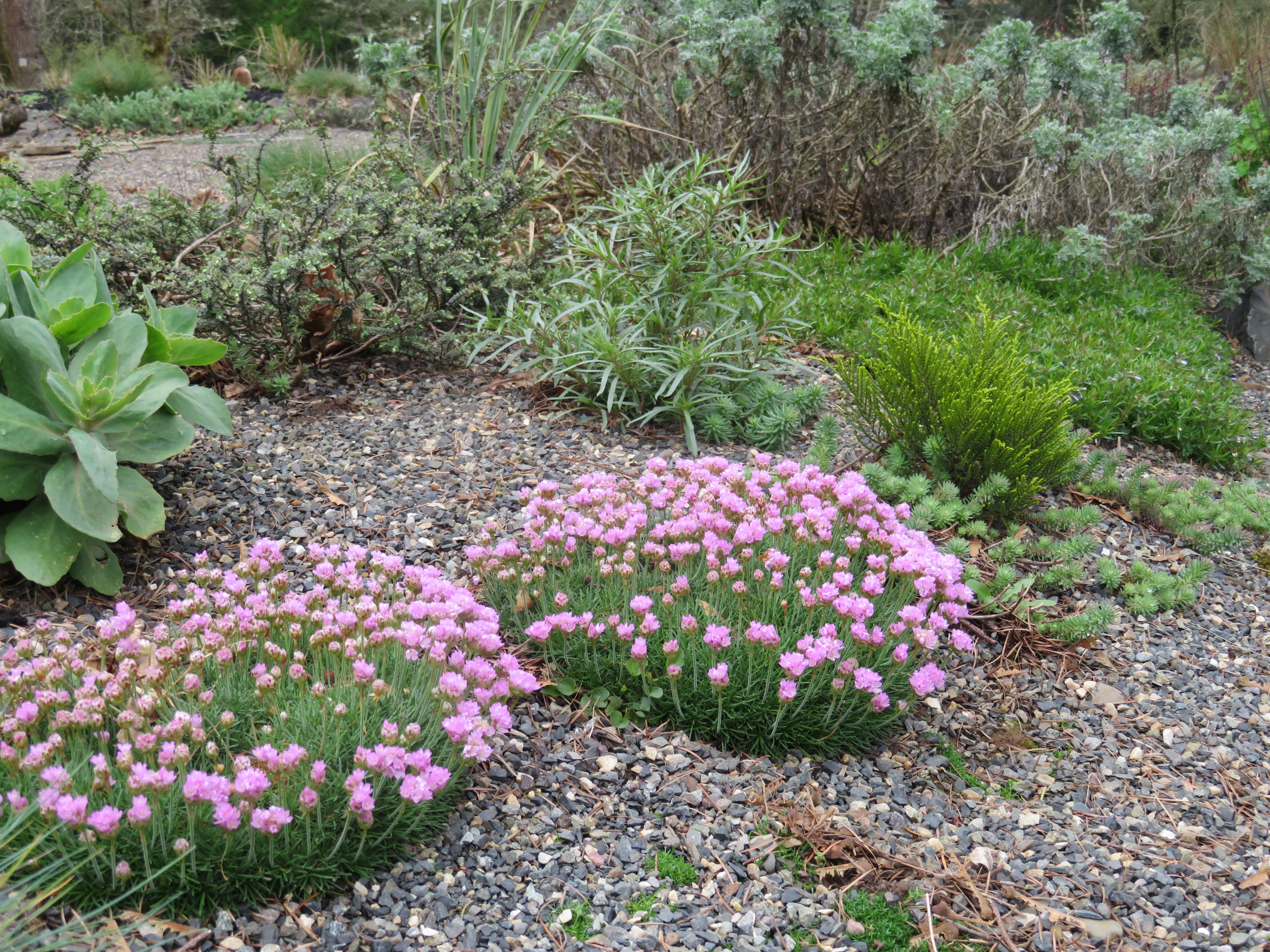 *RETAIL - Armeria maritima 'Victor Reiter' - Image 3