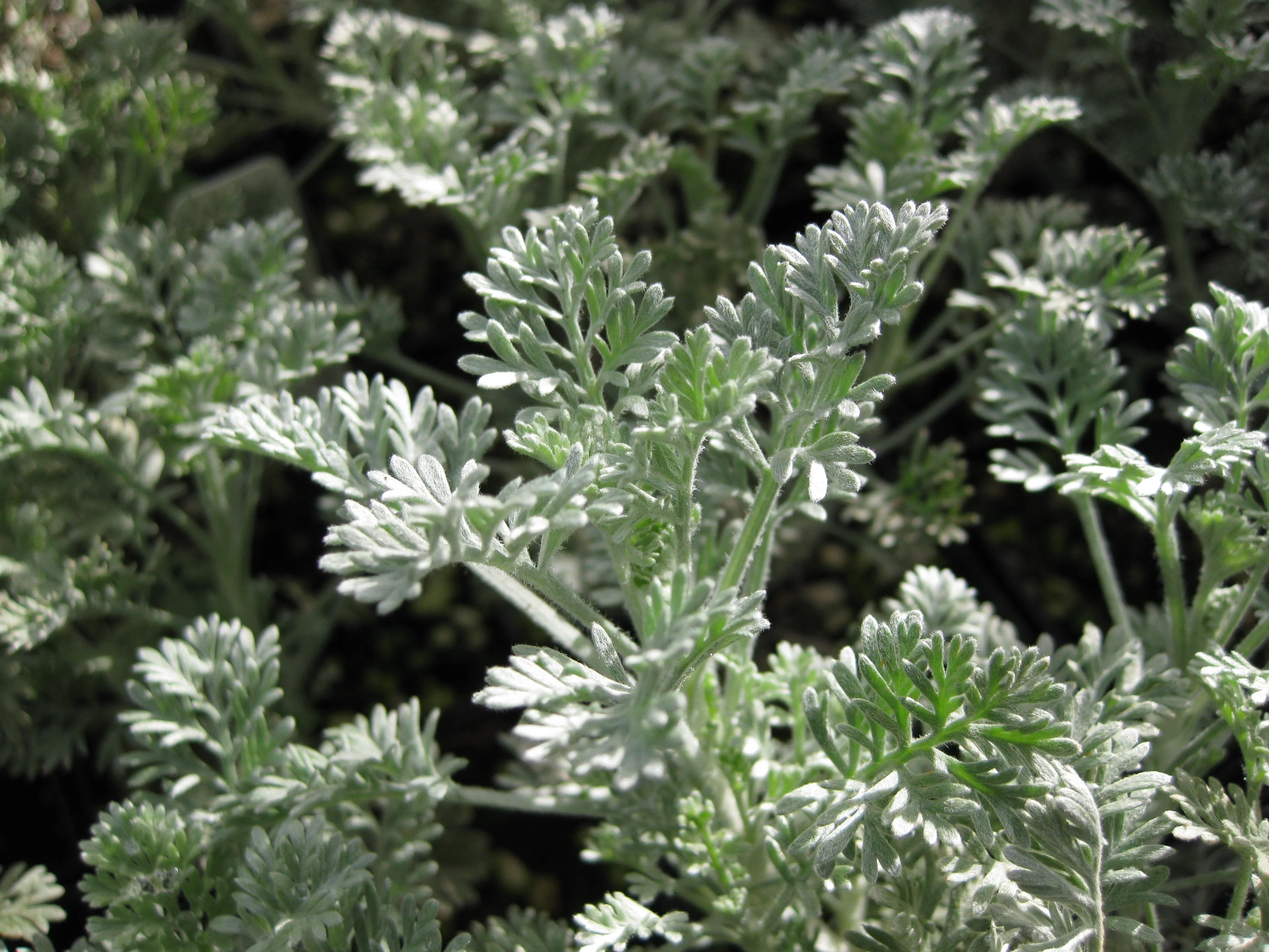 *RETAIL - Artemisia 'Valerie Finnis'
