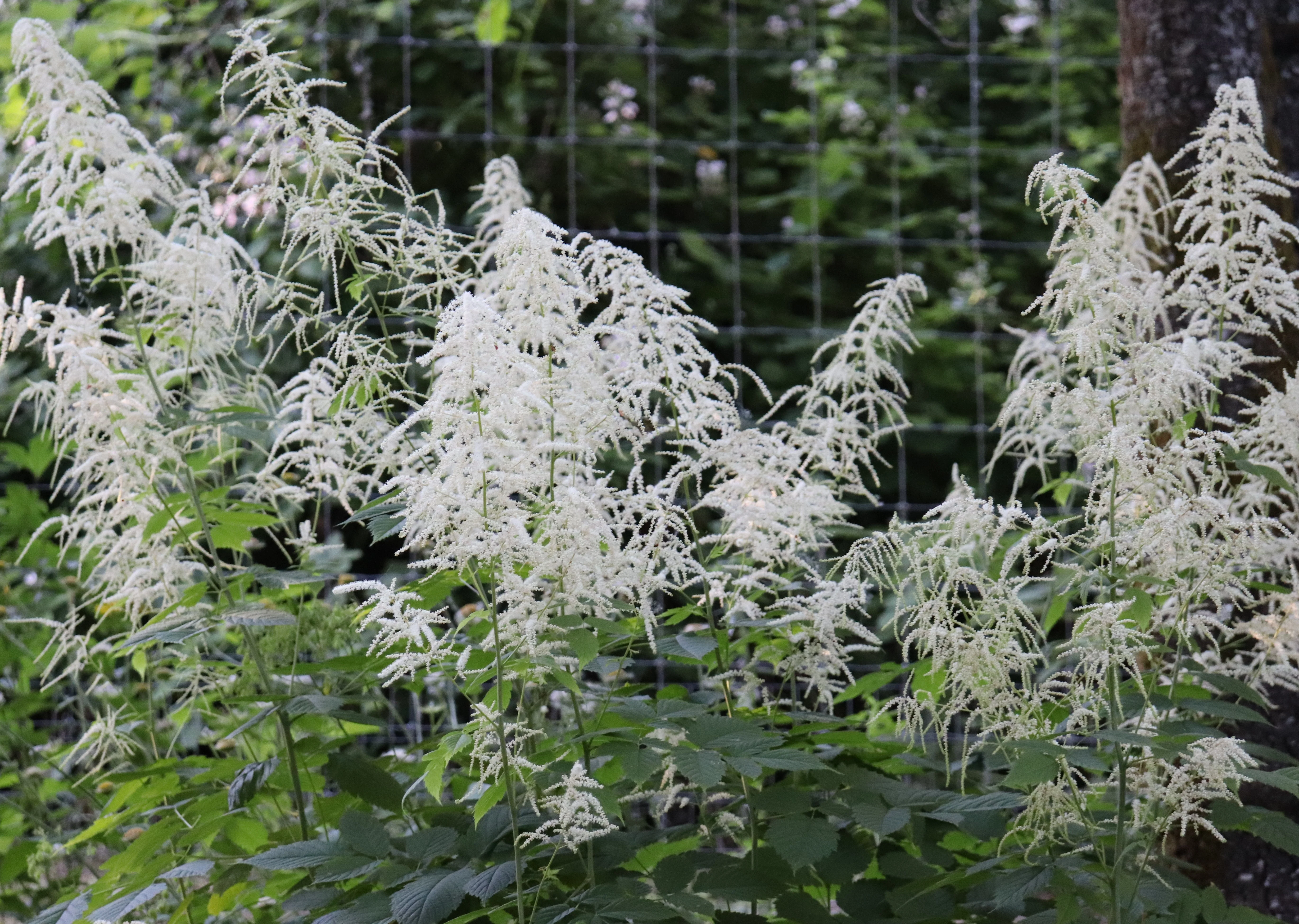 *RETAIL - Aruncus dioicus - Image 2