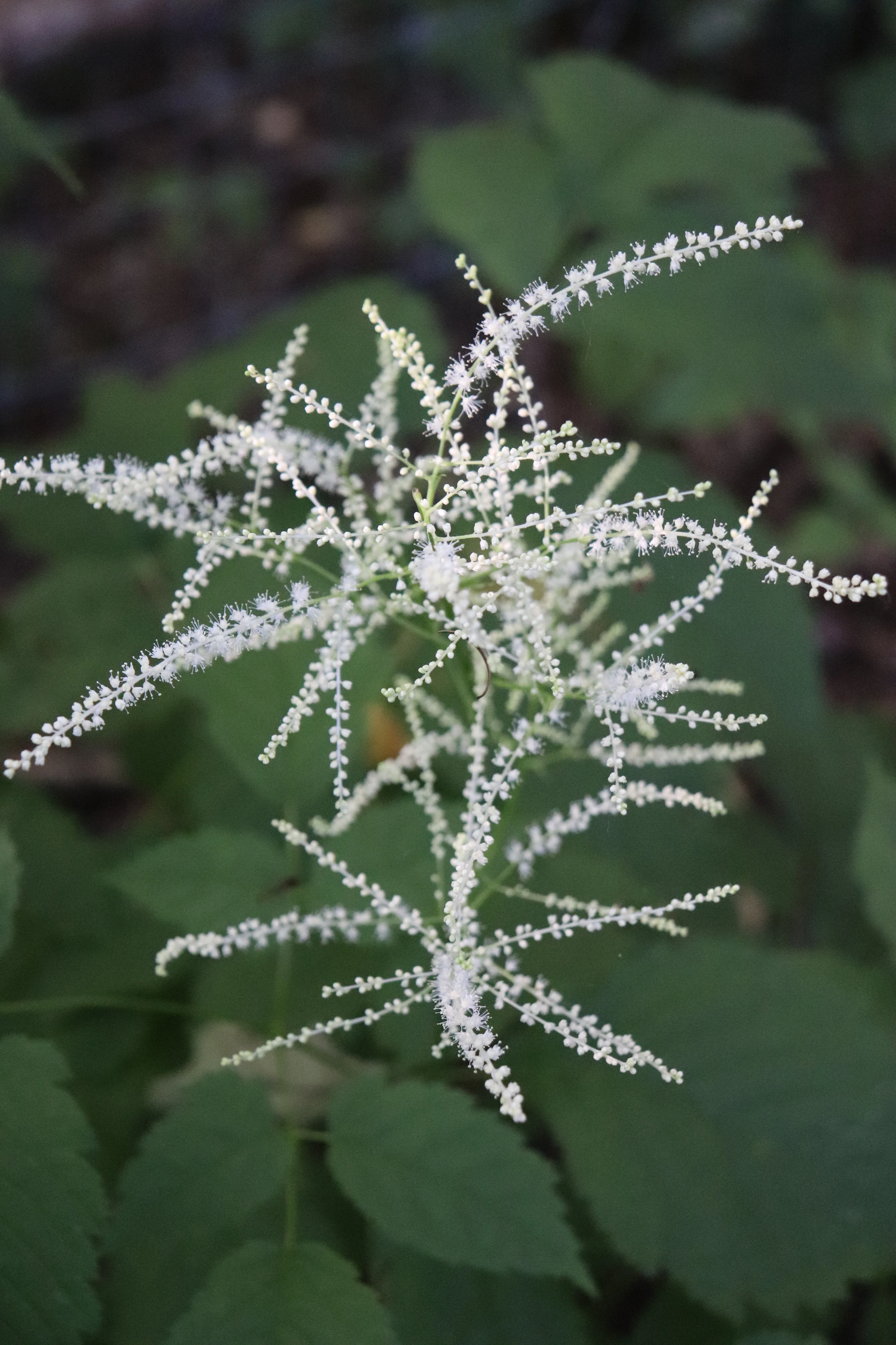 *RETAIL - Aruncus dioicus - Image 3