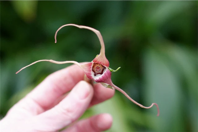 *RETAIL - Asarum caudatum - Image 2