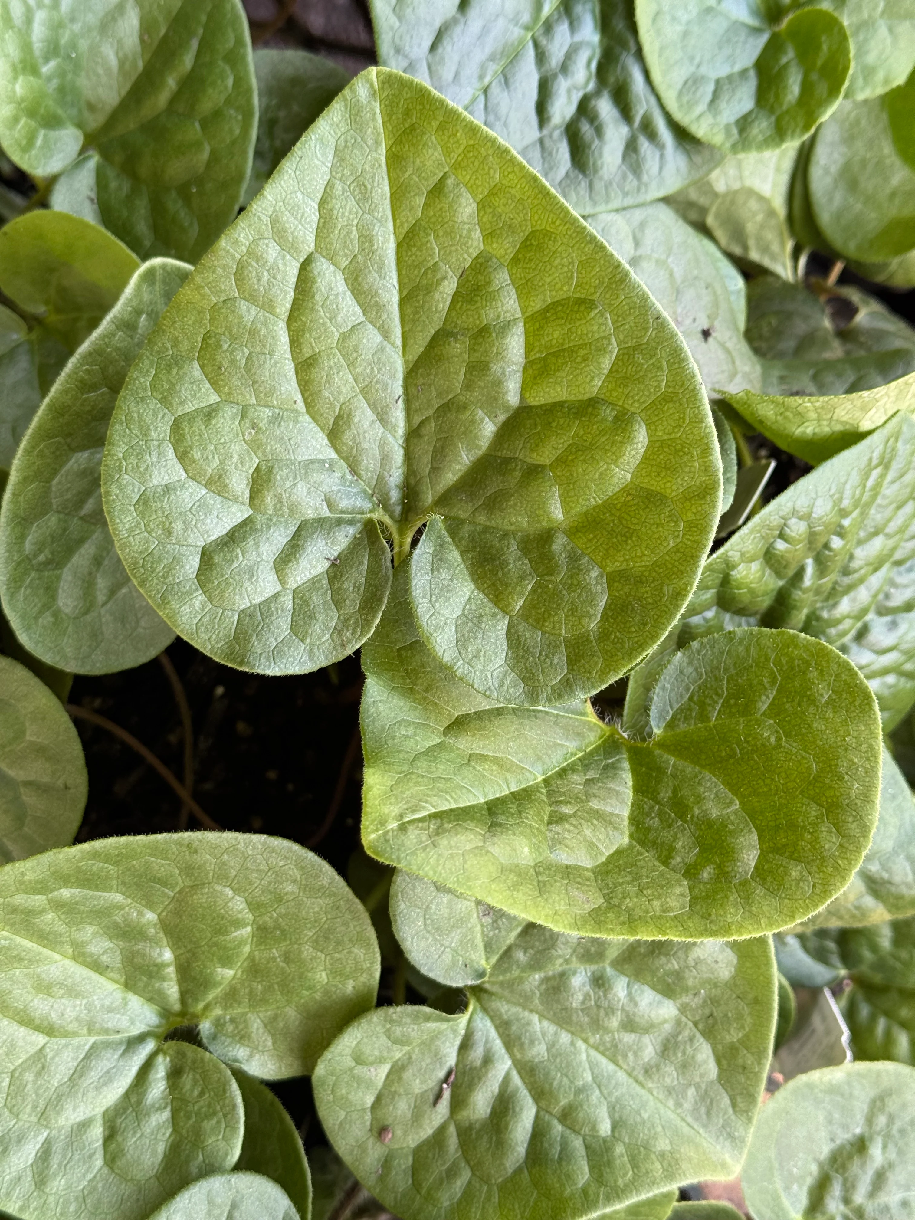 *RETAIL - Asarum caudatum - Image 3