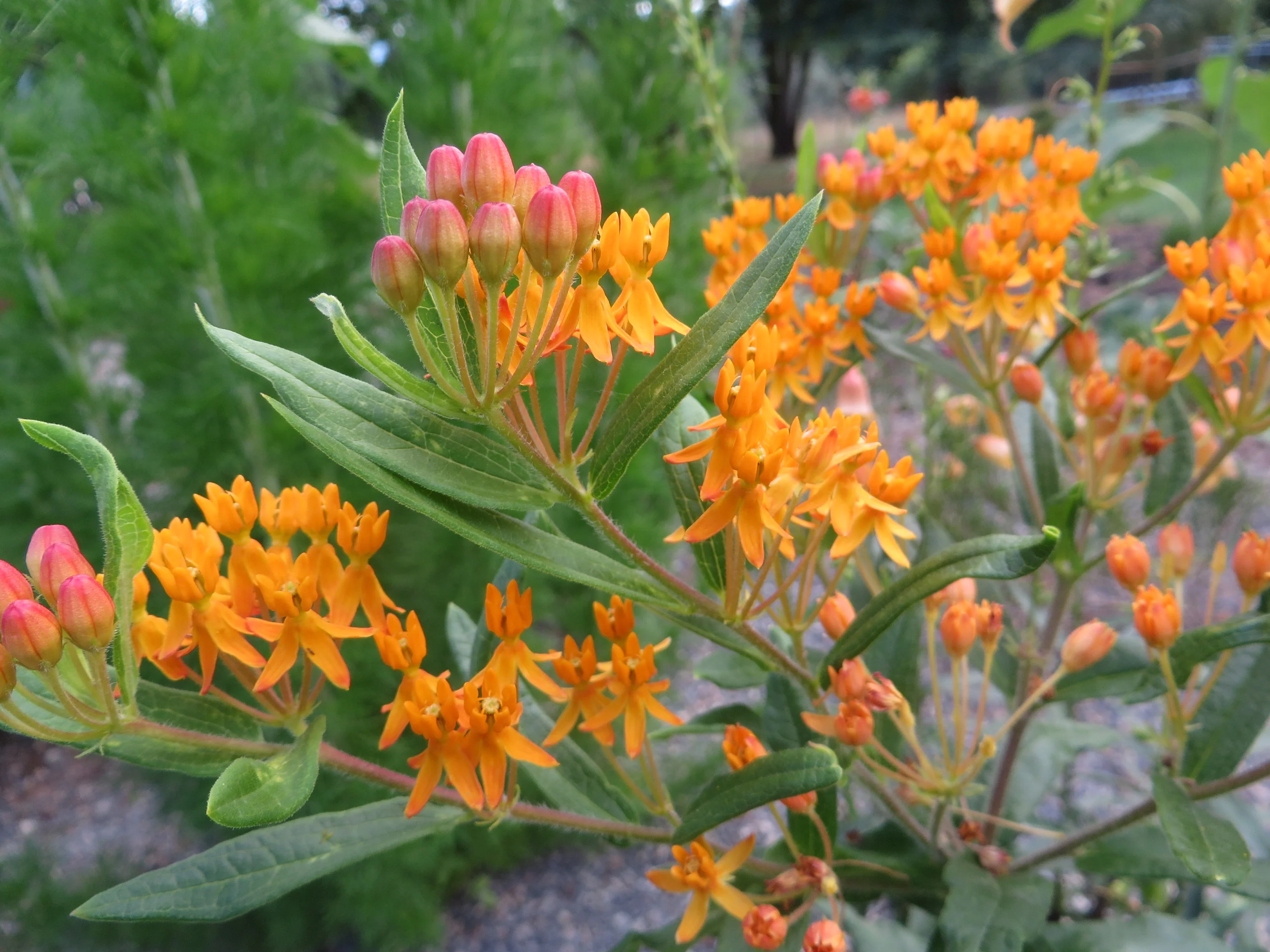 *RETAIL - Asclepias tuberosa - Image 2