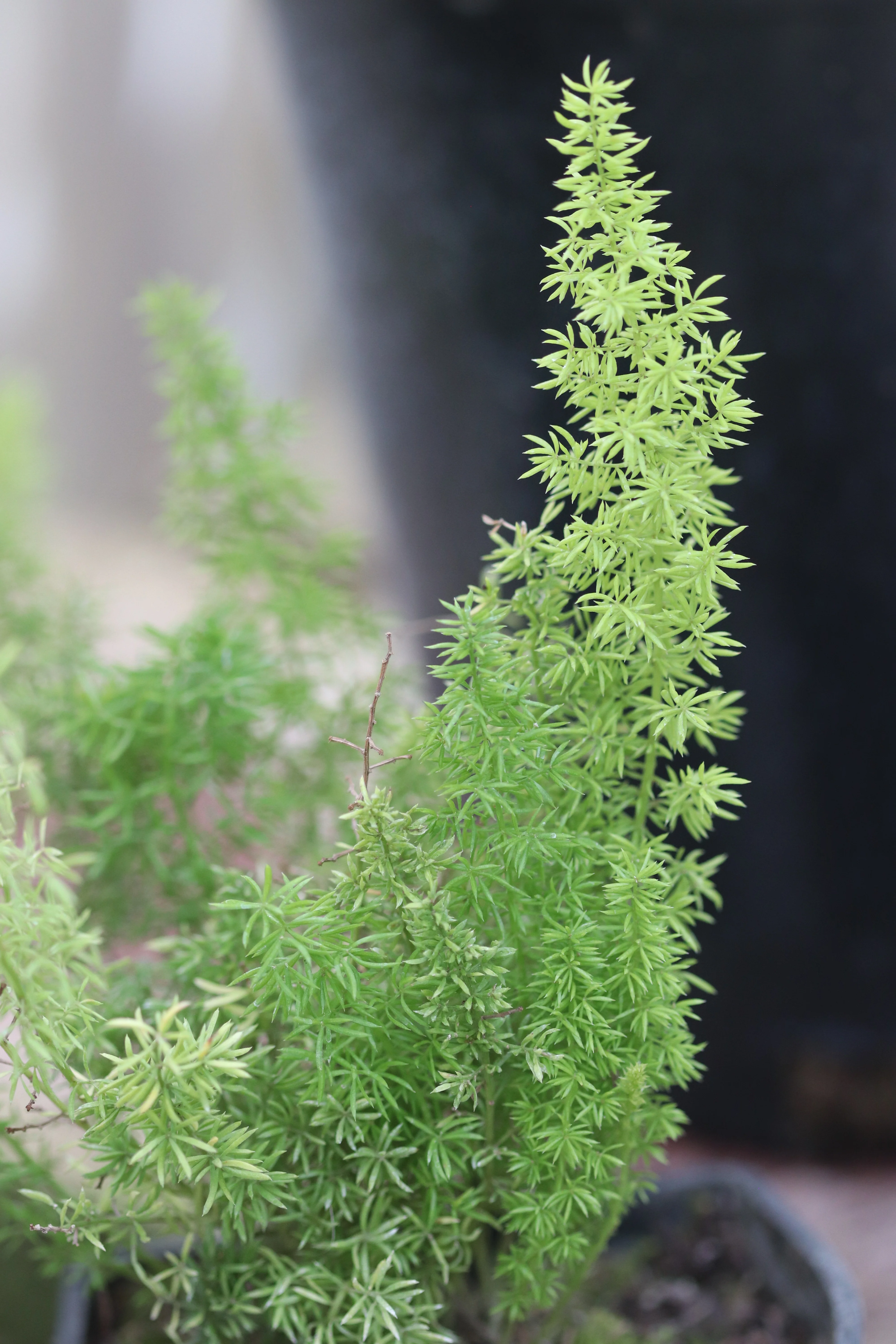 *RETAIL - Asparagus densiflorus 'Myersii' - Image 2