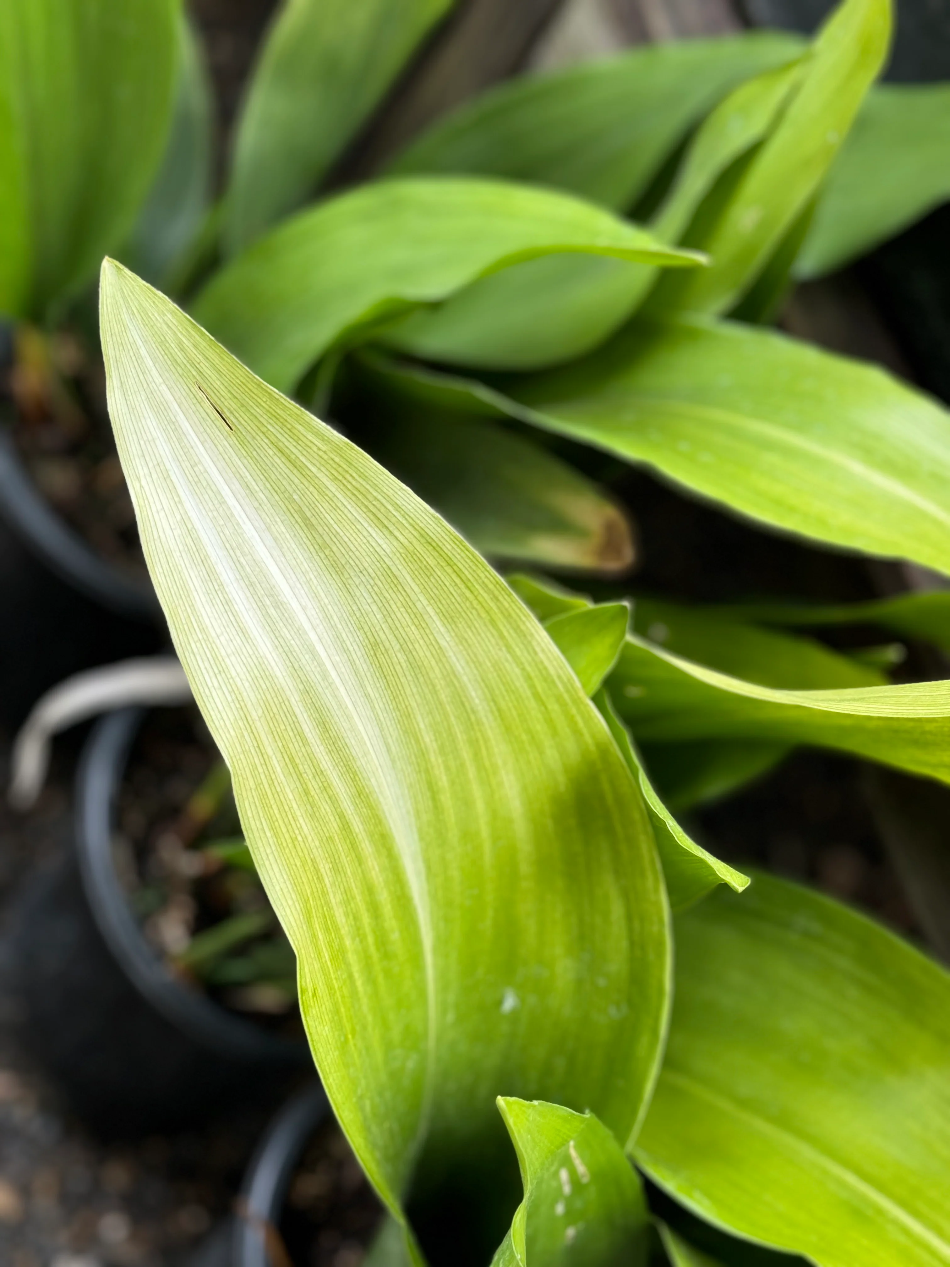 *RETAIL - Aspidistra elatior 'Asahi' - Image 2