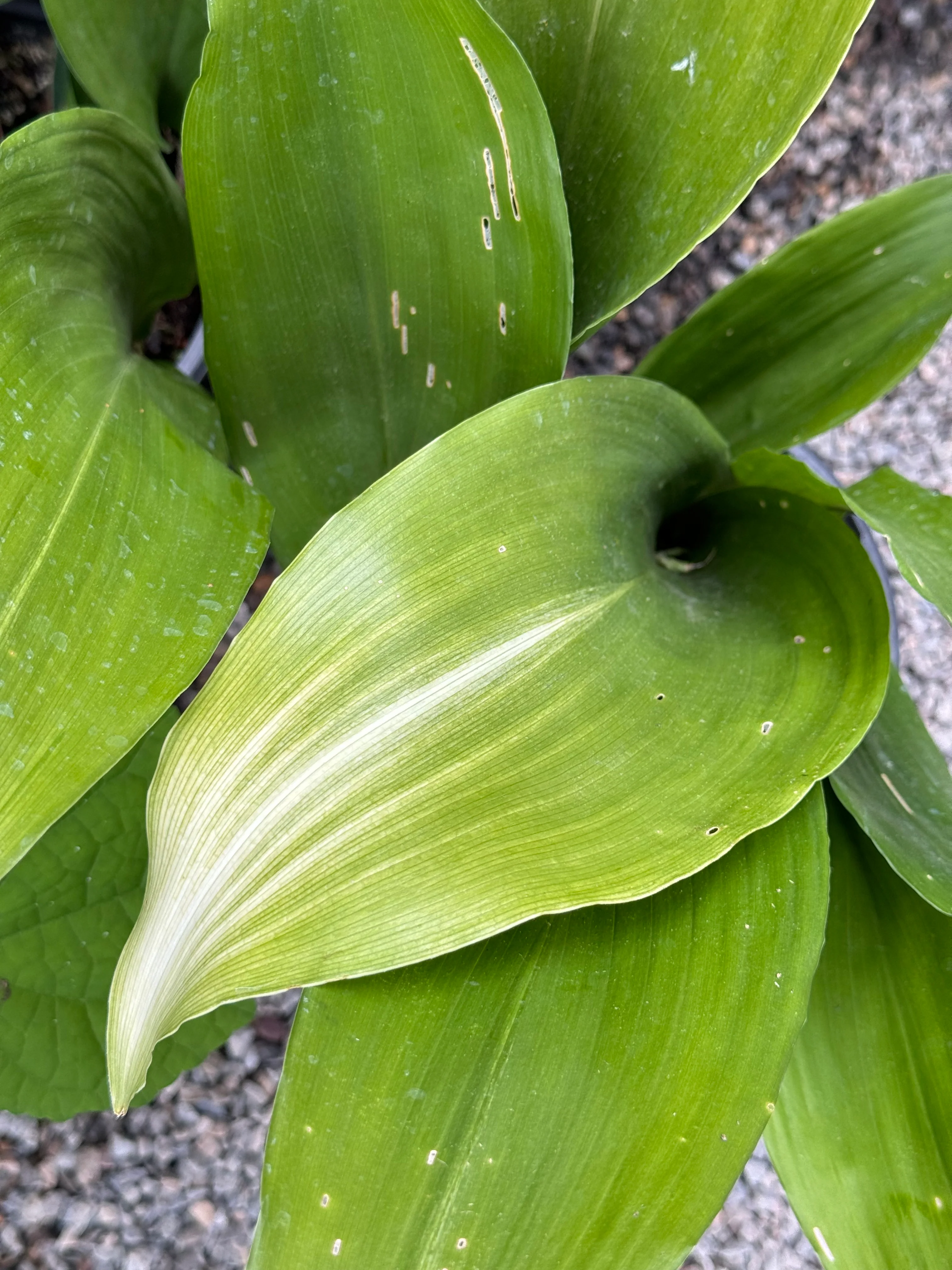 *RETAIL - Aspidistra elatior 'Asahi' - Image 3