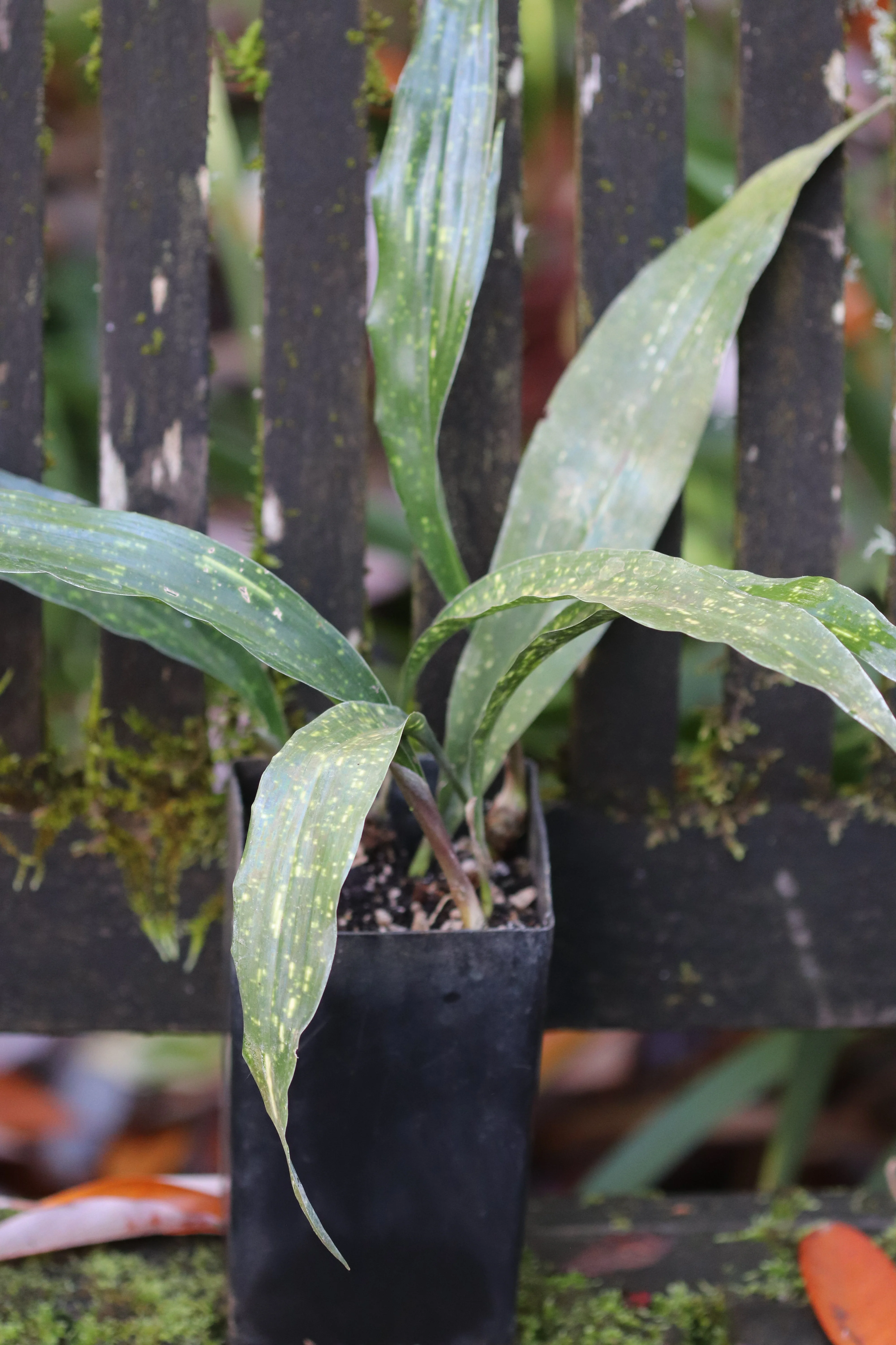 *RETAIL - Aspidistra elatior 'Seiun' ['Living Cloud'] - Image 2