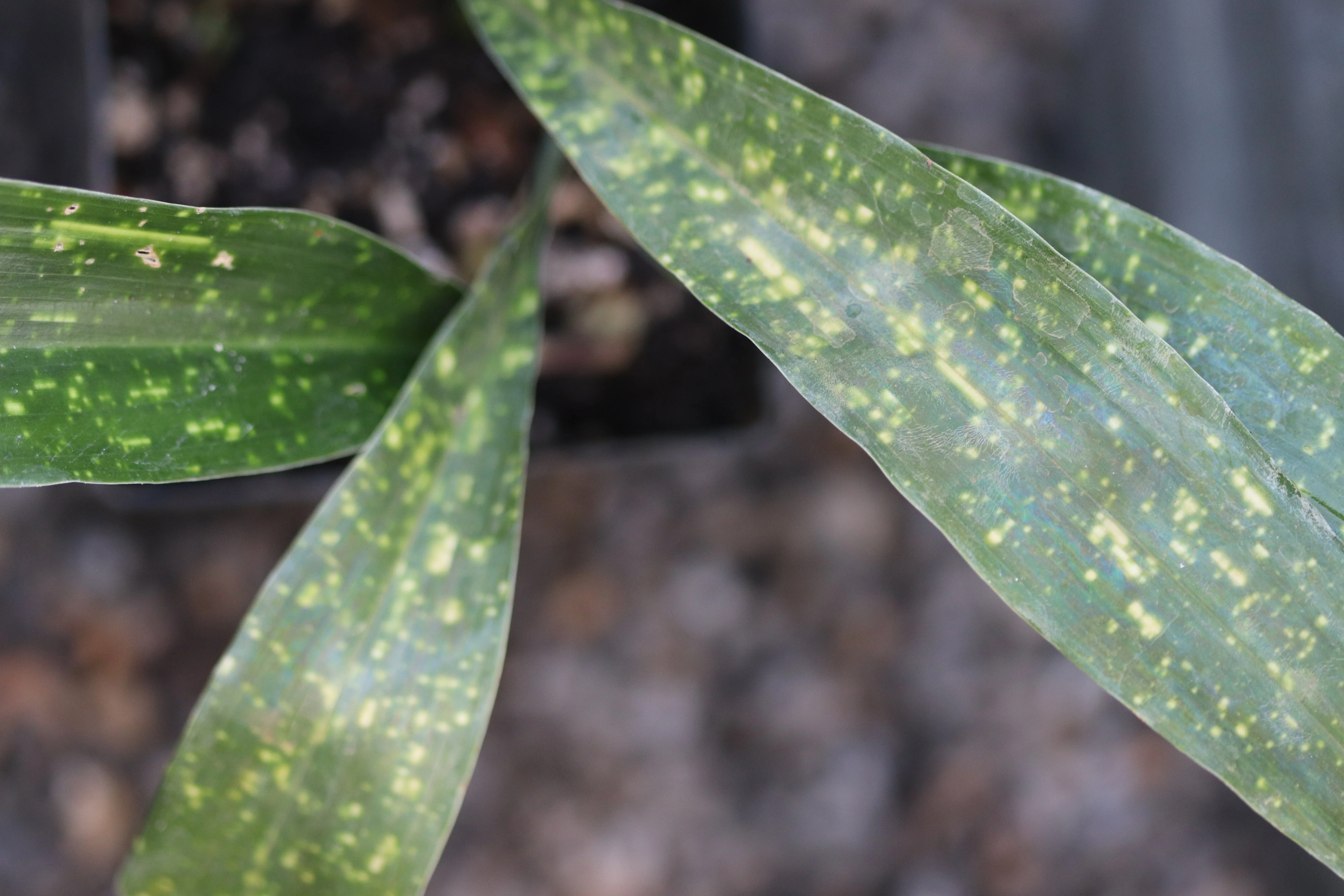 *RETAIL - Aspidistra elatior 'Seiun' ['Living Cloud'] - Image 3