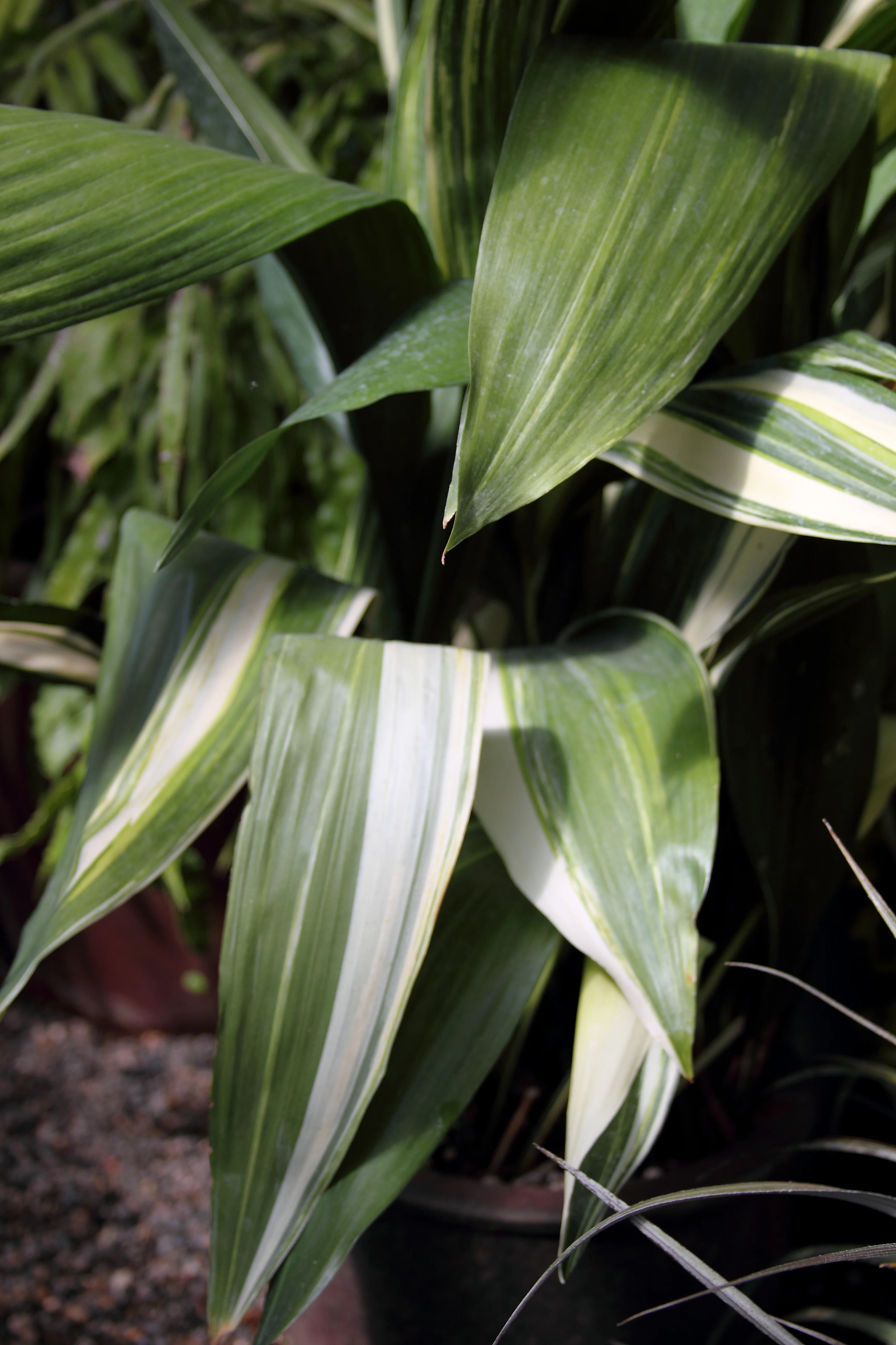 *RETAIL - Aspidistra elatior 'Variegata' - Image 2