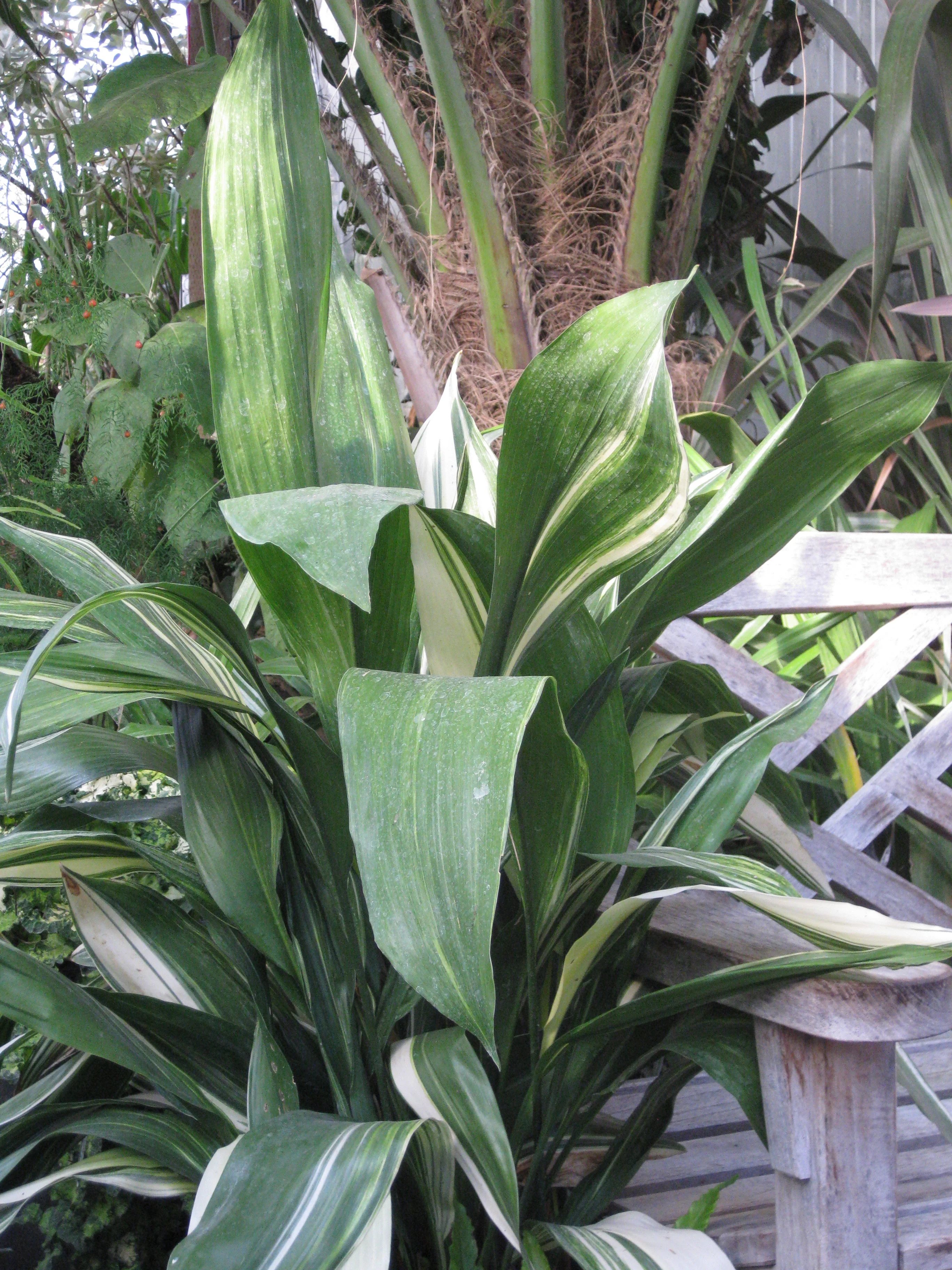 *RETAIL - Aspidistra elatior 'Variegata' - Image 3