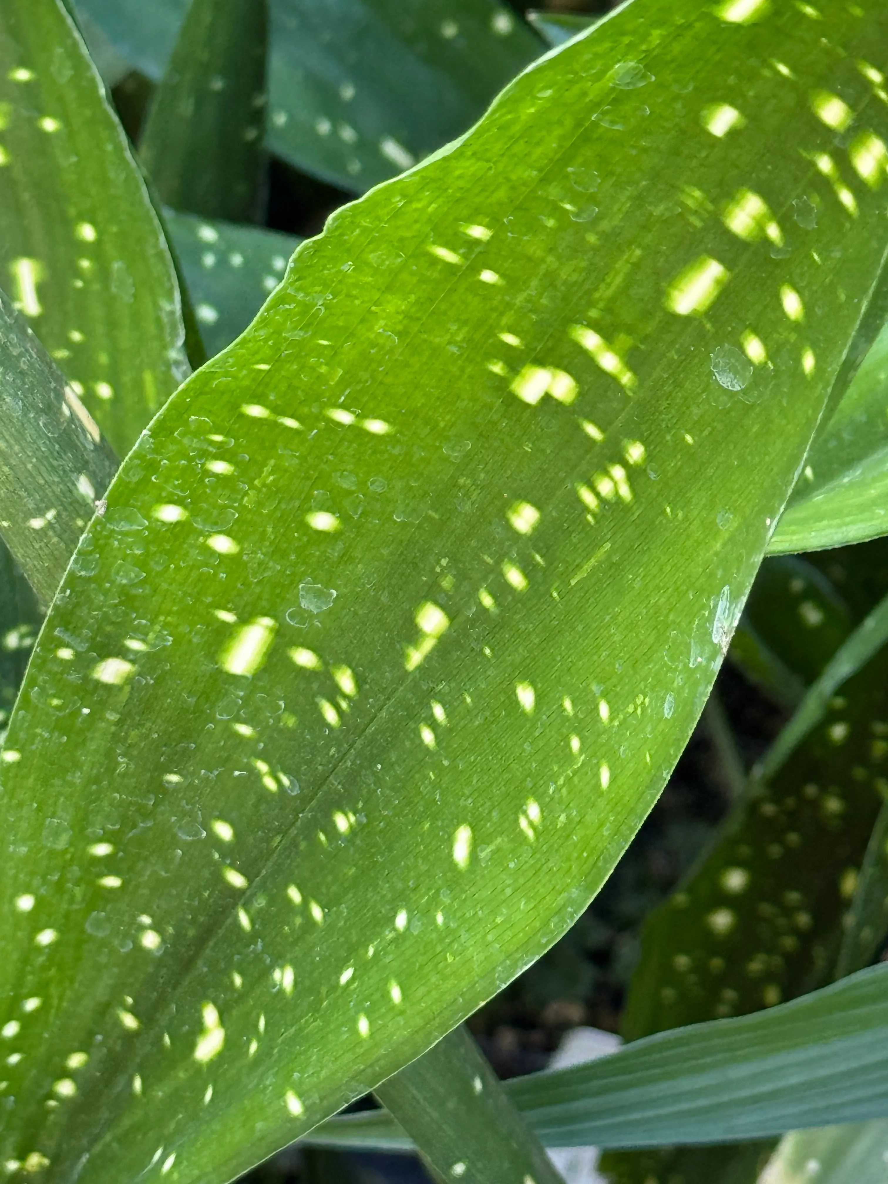 *RETAIL - Aspidistra lurida 'Ginga' - Image 2