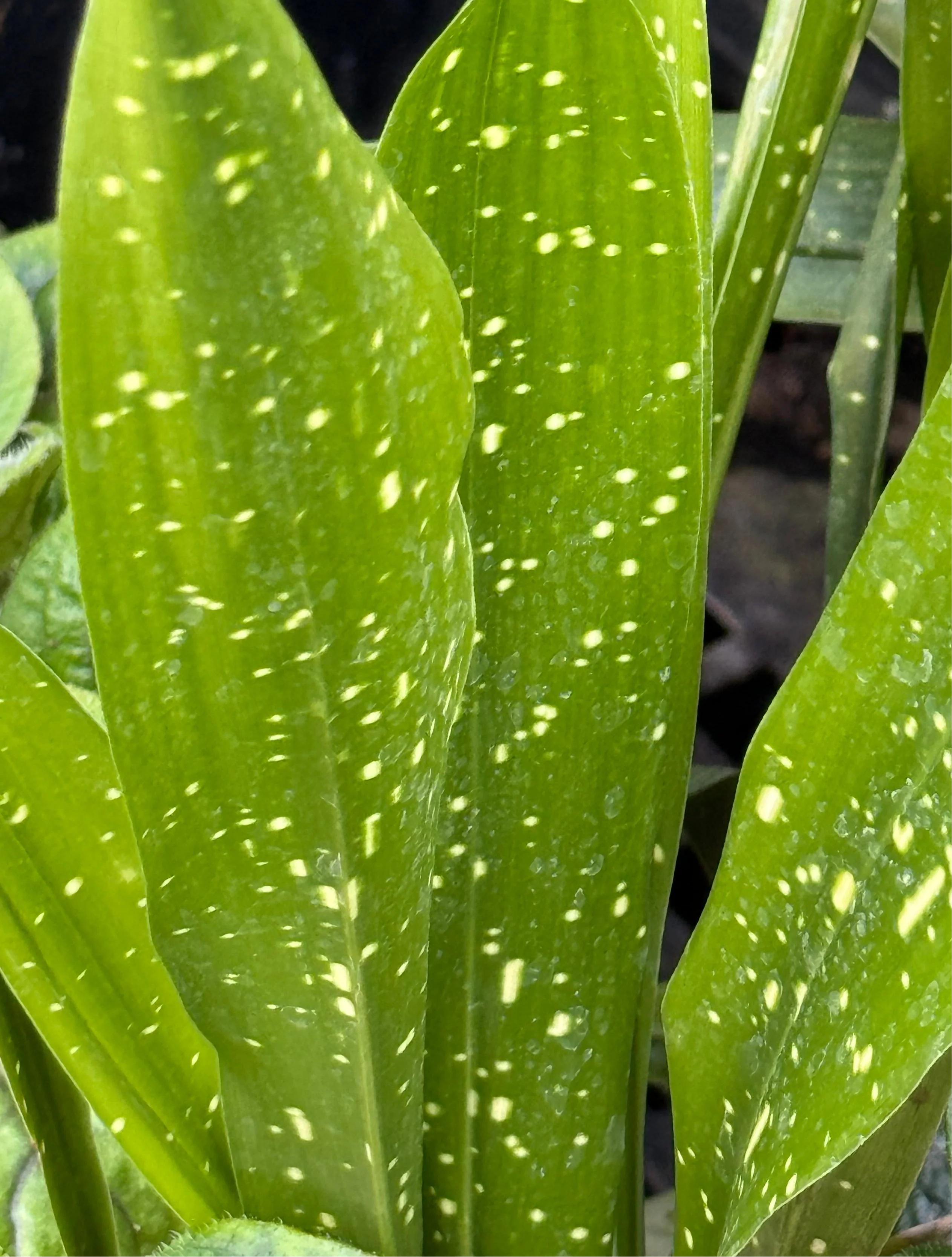 *RETAIL - Aspidistra lurida 'Ginga' - Image 4