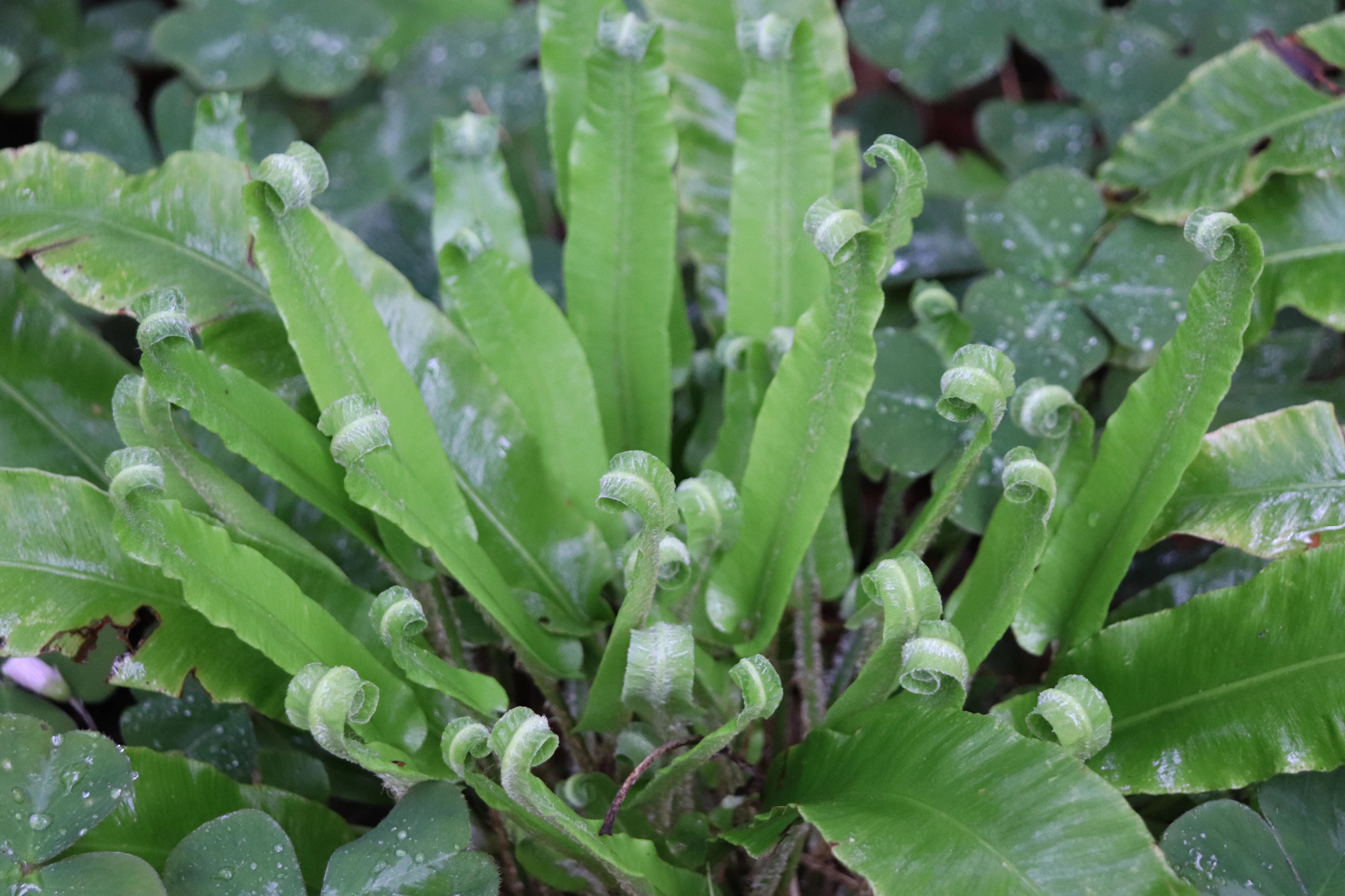 *RETAIL - Asplenium scolopendrium - Image 2