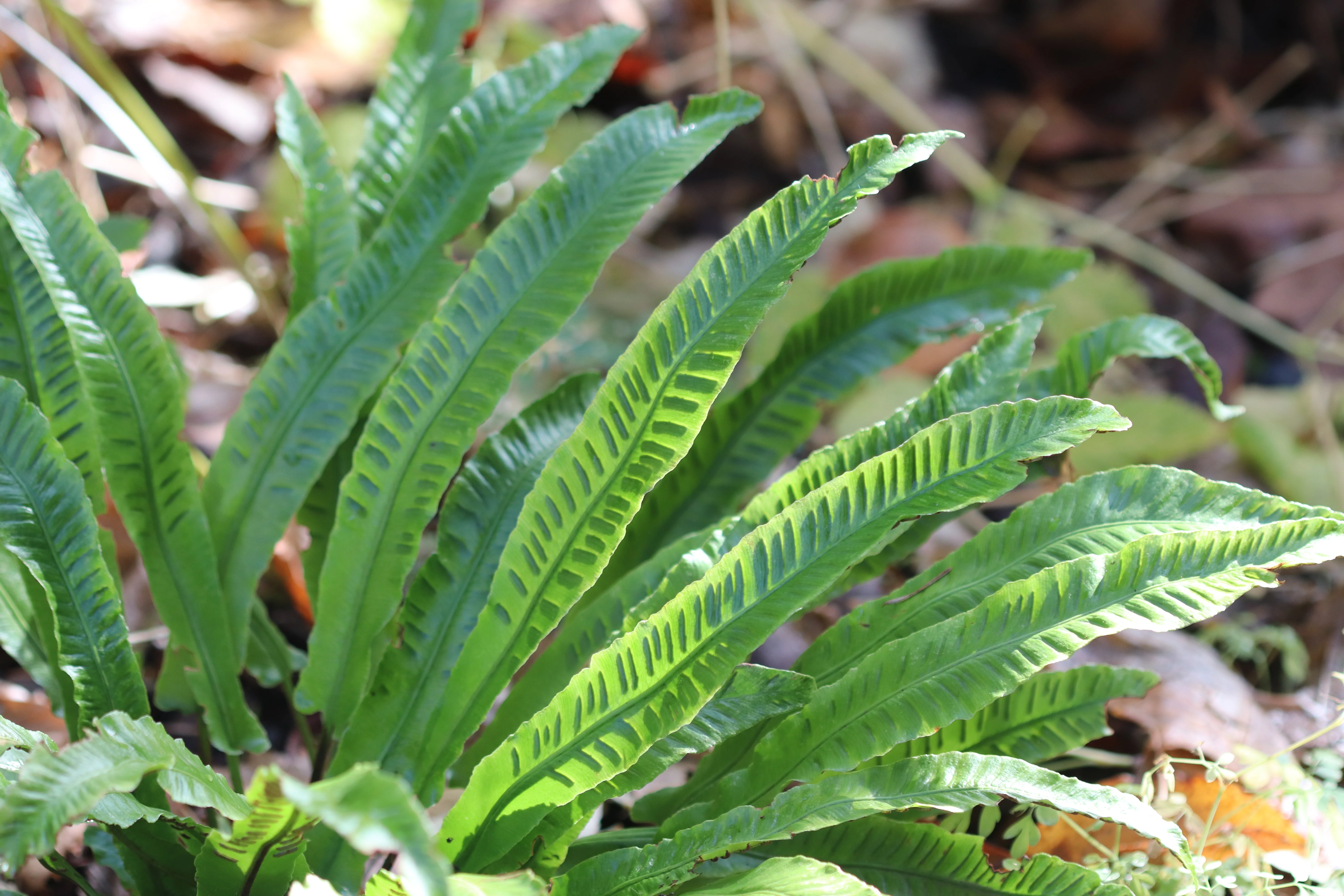 *RETAIL - Asplenium scolopendrium - Image 3