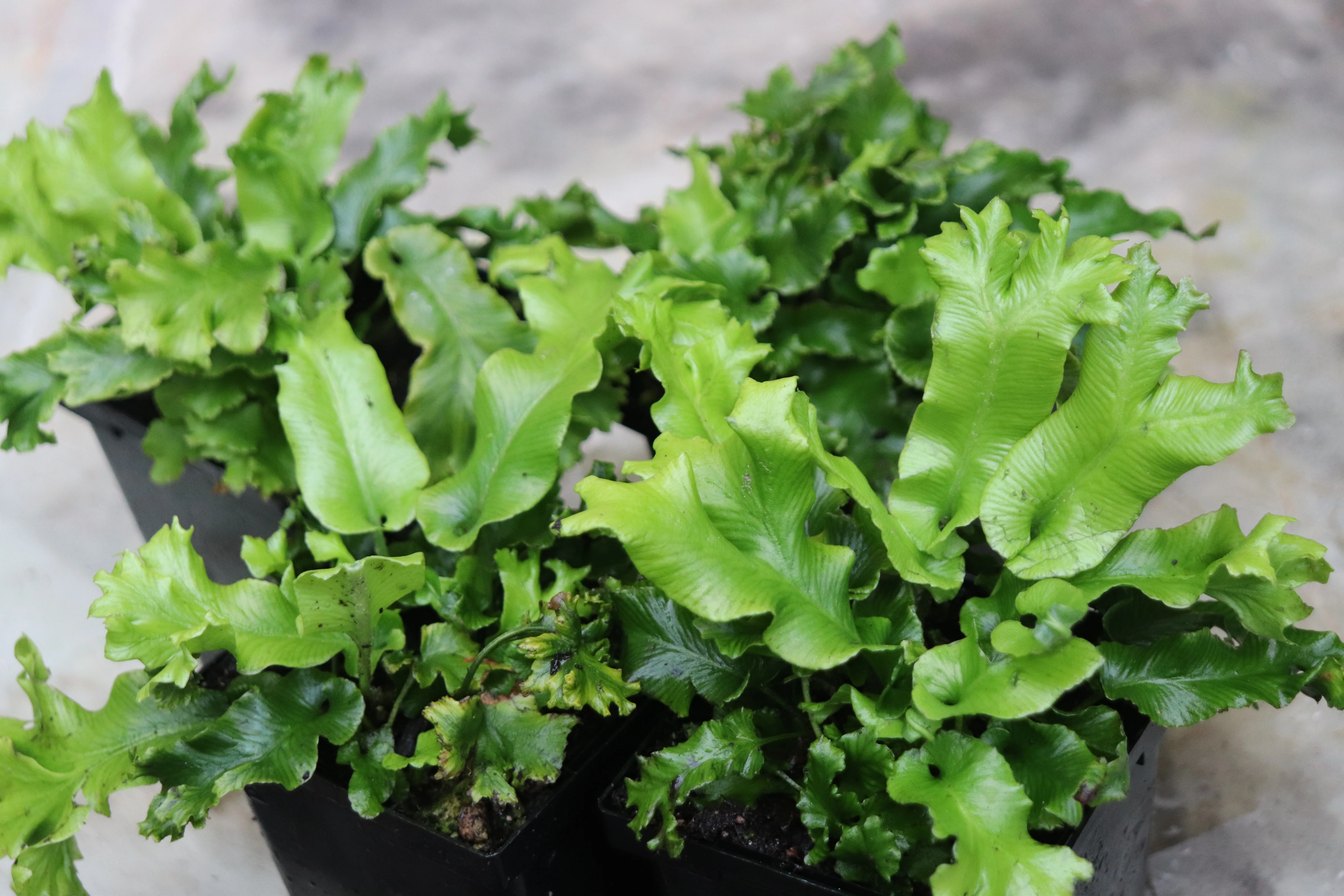 *RETAIL - Asplenium scolopendrium 'Cristatum' - Image 2