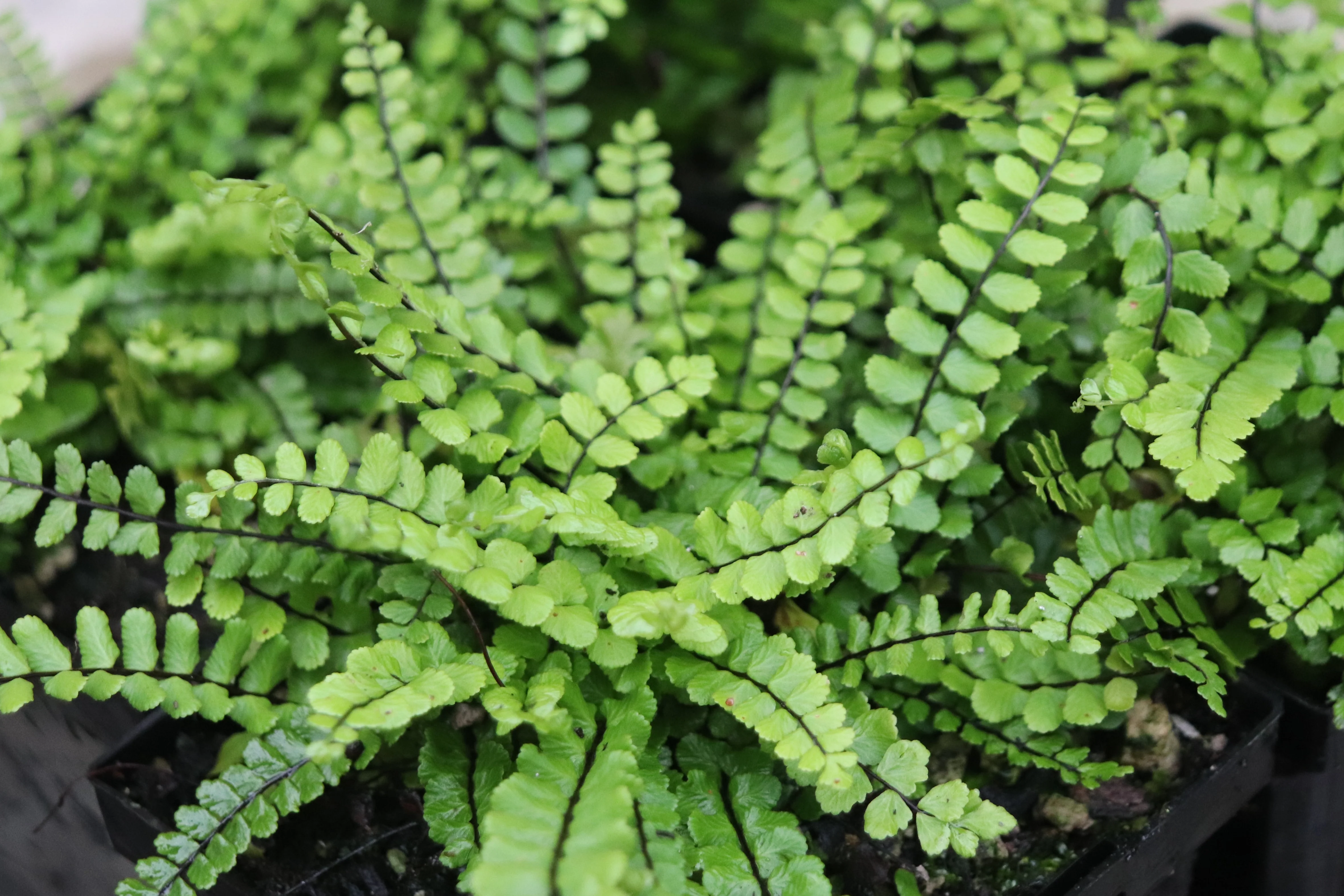*RETAIL - Asplenium trichomanes