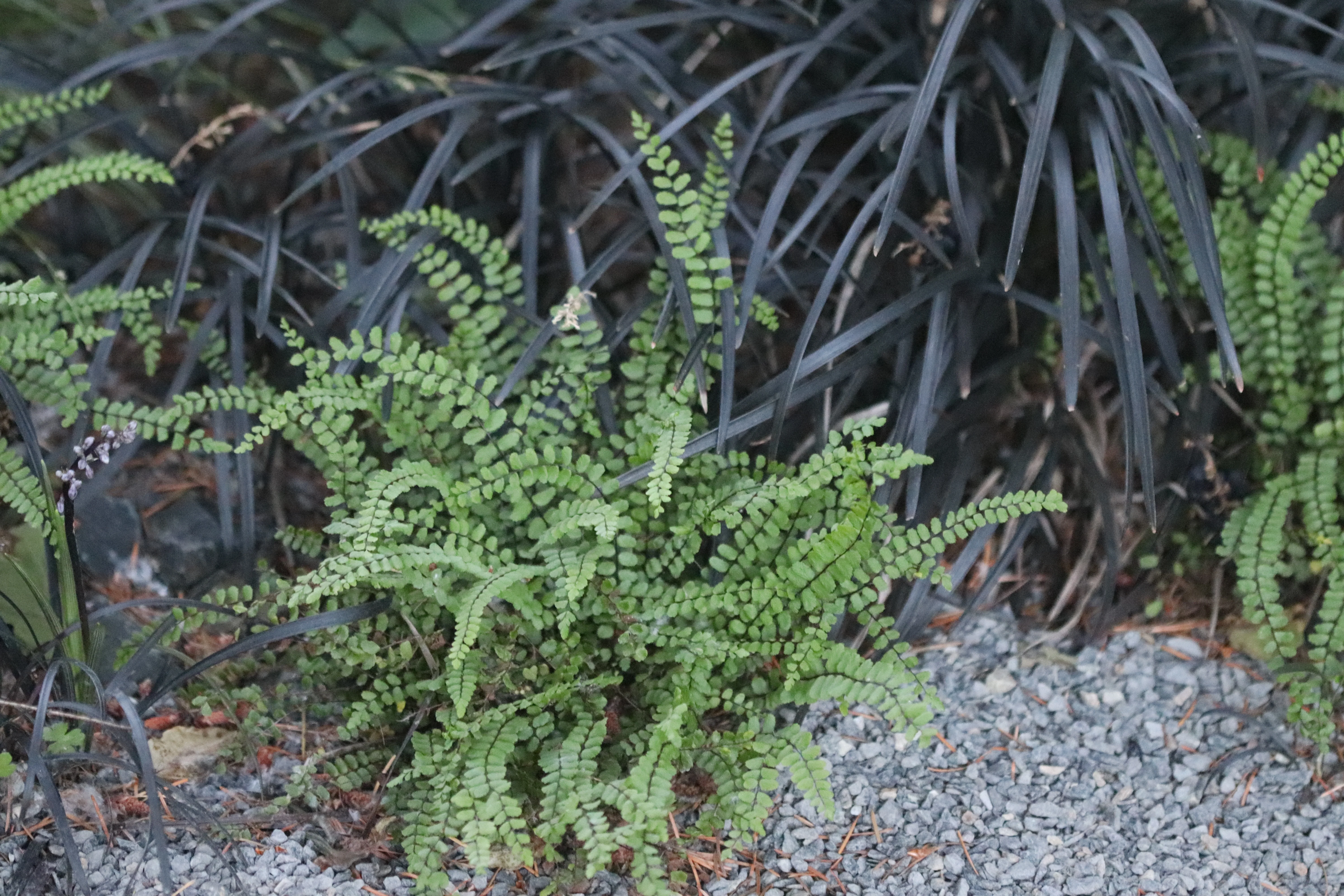 *RETAIL - Asplenium trichomanes - Image 2