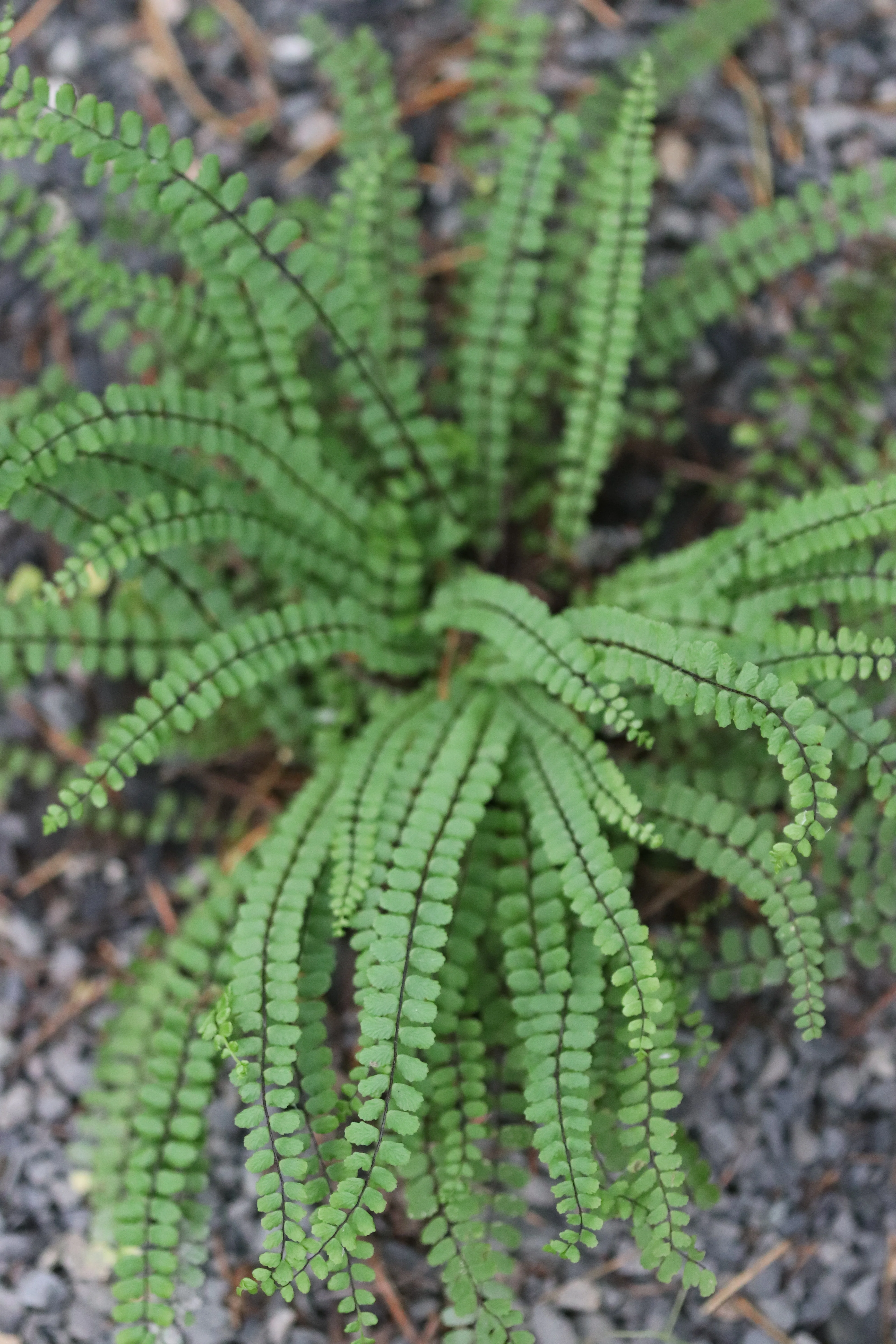 *RETAIL - Asplenium trichomanes - Image 3
