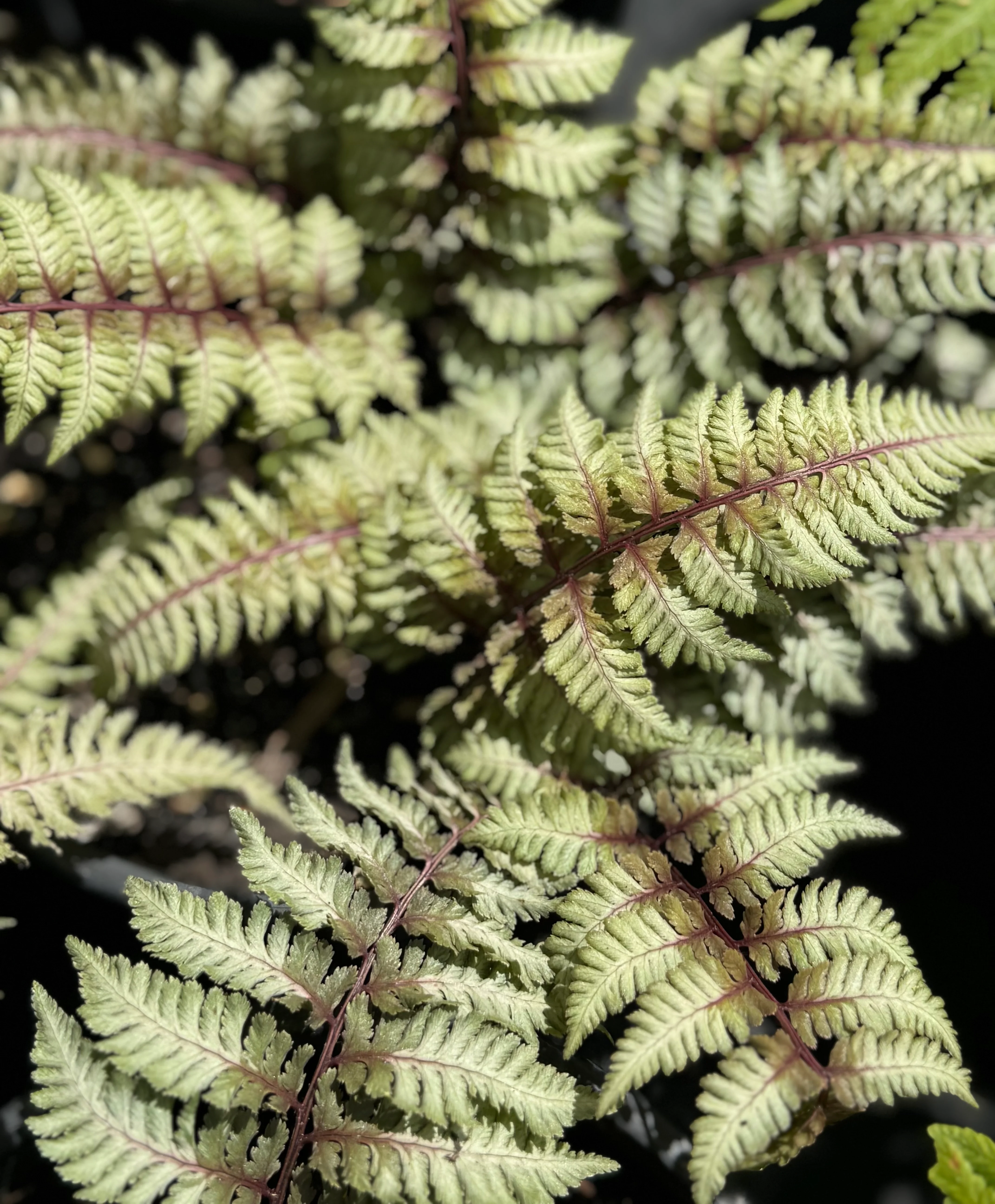 *RETAIL - Athyrium niponicum var. pictum 'Regal Red'