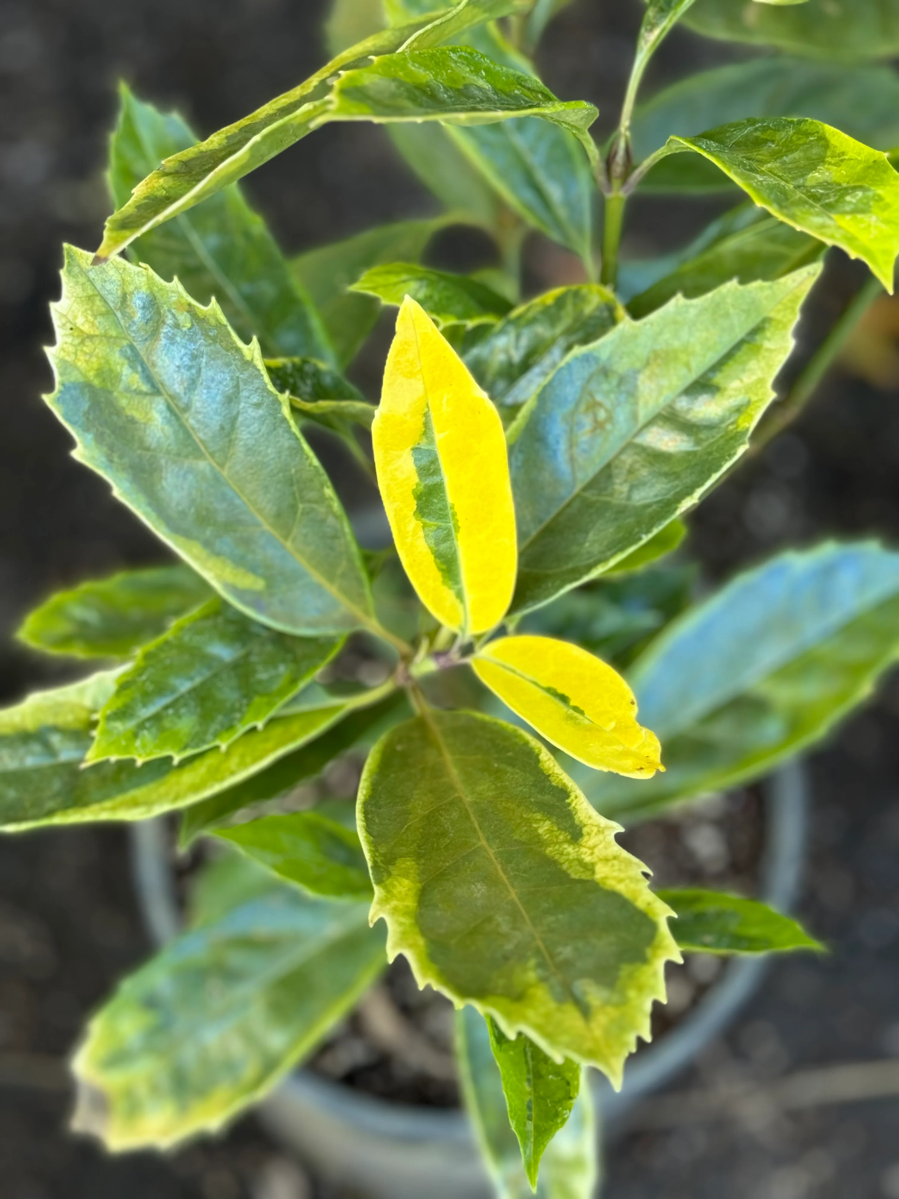 *RETAIL - Aucuba japonica 'Katoaba' - Image 2