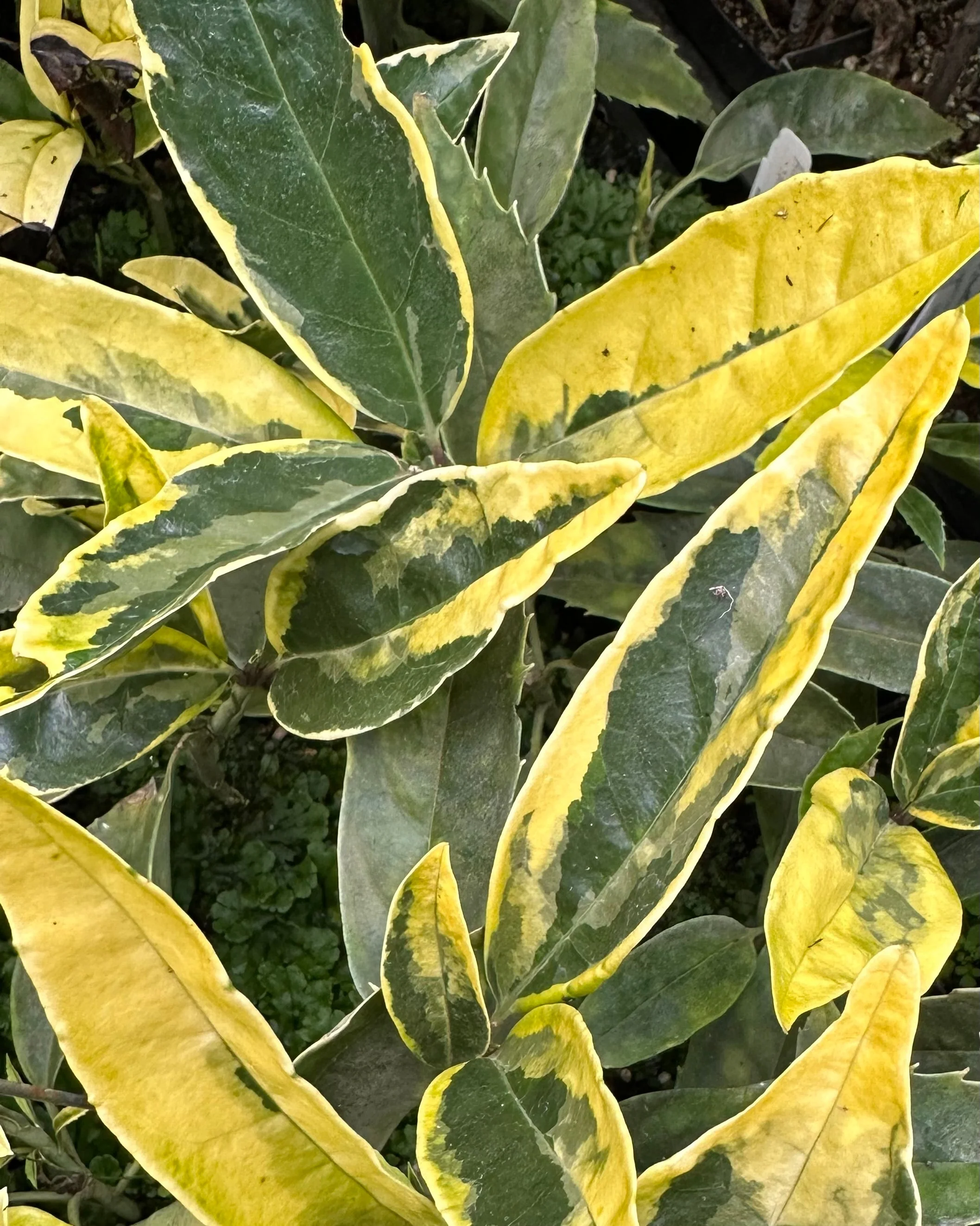 *RETAIL - Aucuba japonica 'Moonbright' - Image 2