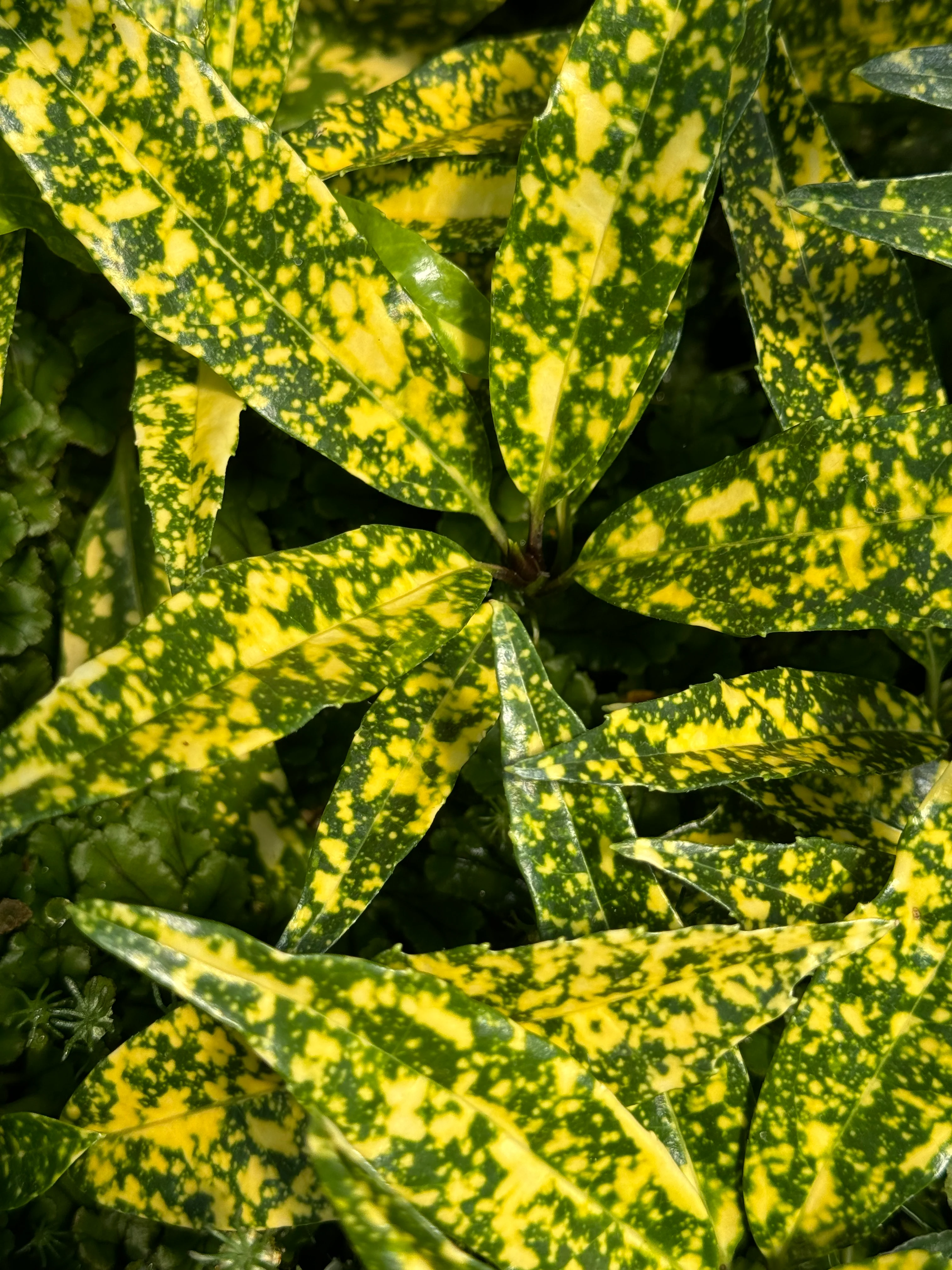 *RETAIL - Aucuba japonica 'Oz'