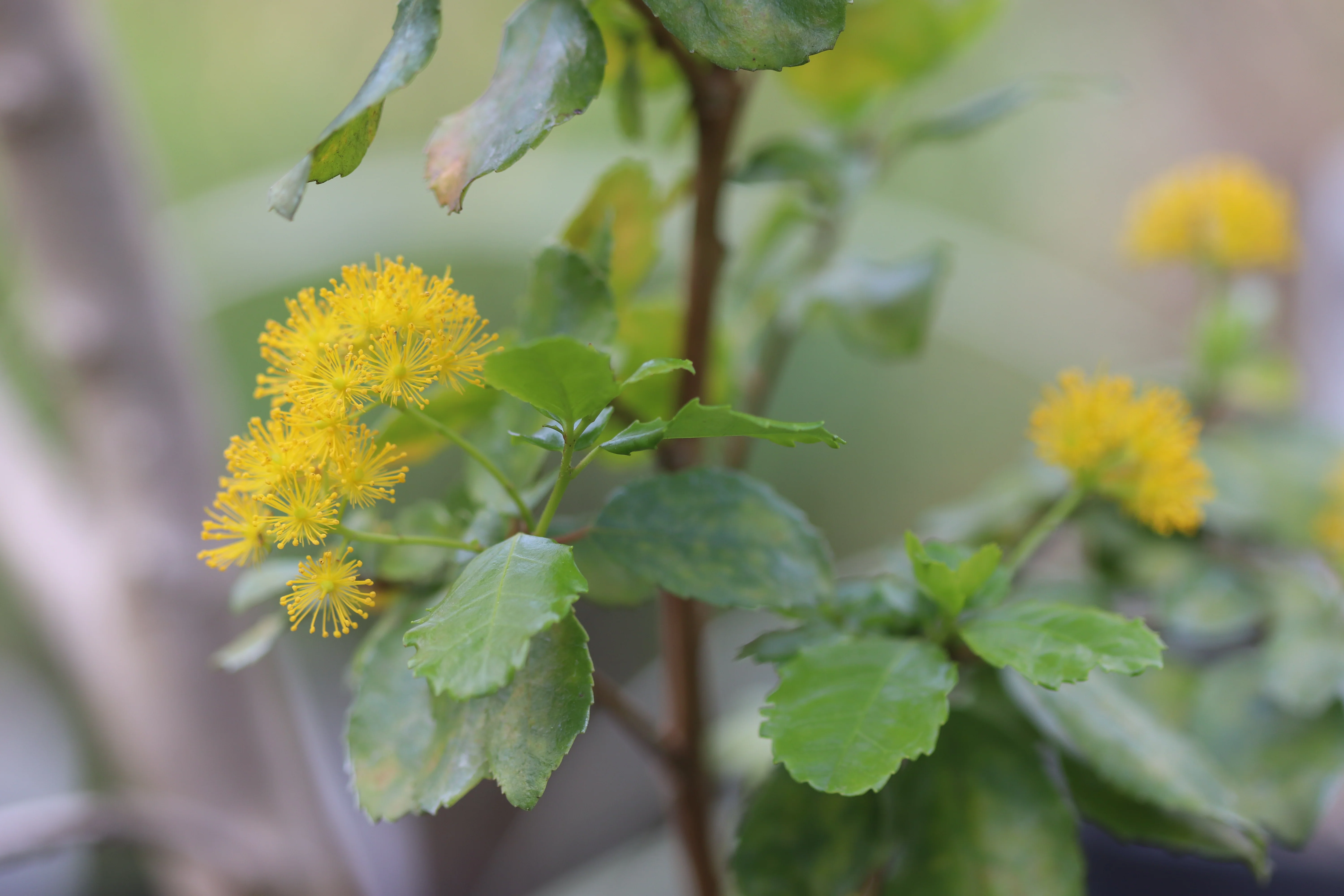 *RETAIL - Azara dentata - Image 2