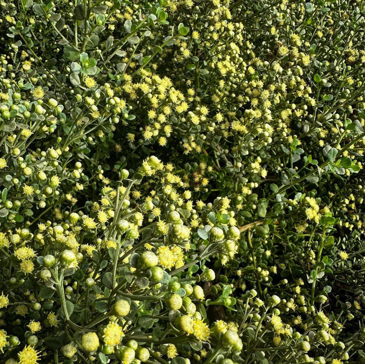 *RETAIL - Baccharis pilularis 'Pistol Pancake'