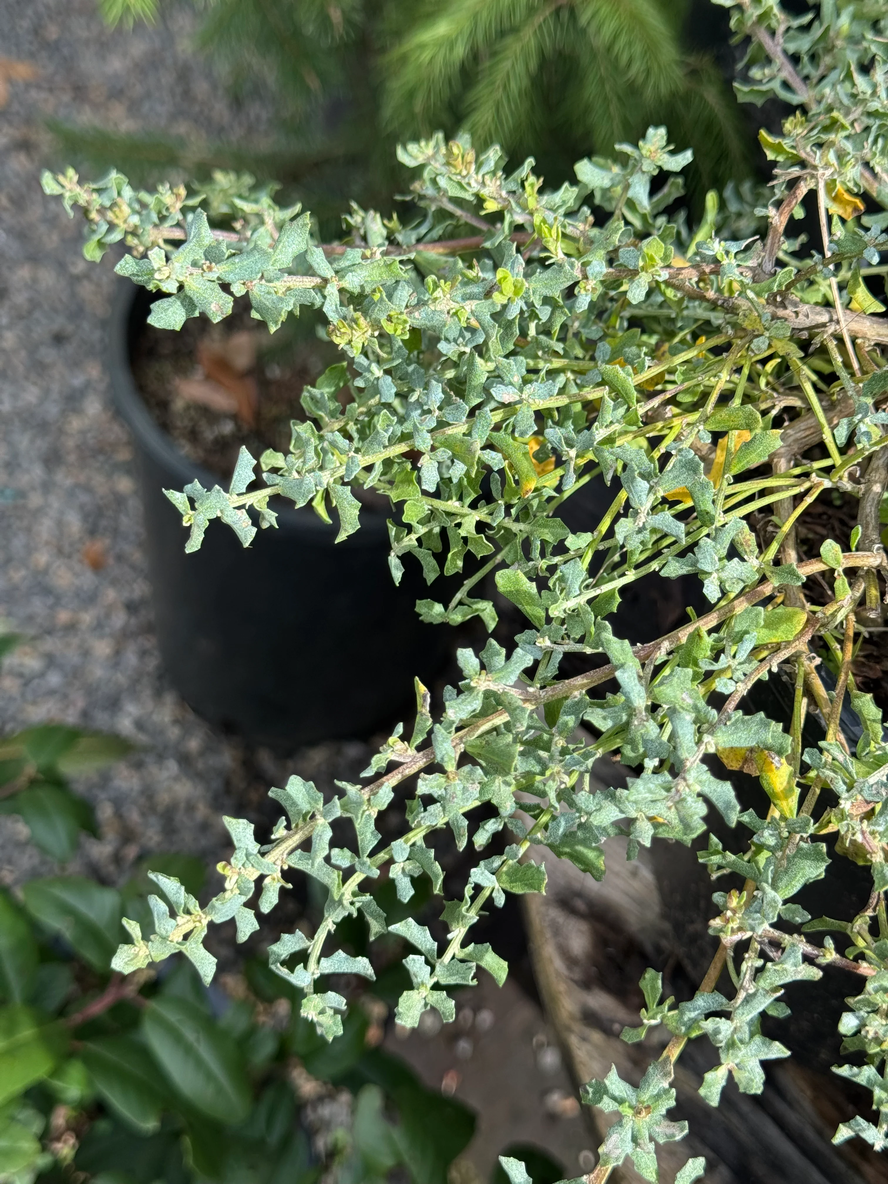 *RETAIL - Baccharis pilularis 'Twin Peaks' - Image 2